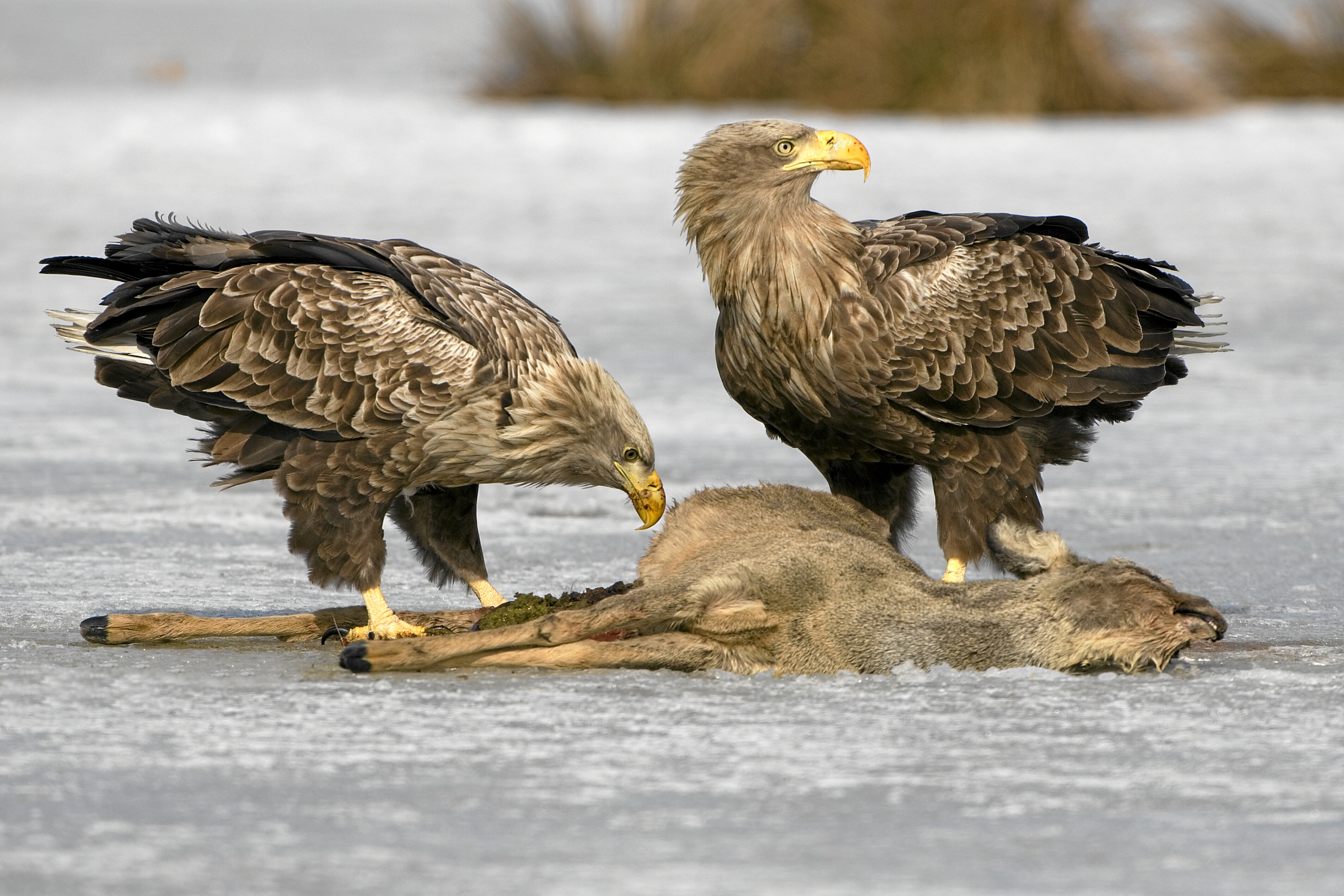 Zeearenden bij dode ree. Foto: Willi Rolfes