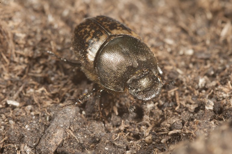 De zeldzame mestkever die in het Markiezaat gevonden werd. Foto: Roy Kleukers, EIS Kenniscentrum Insecten