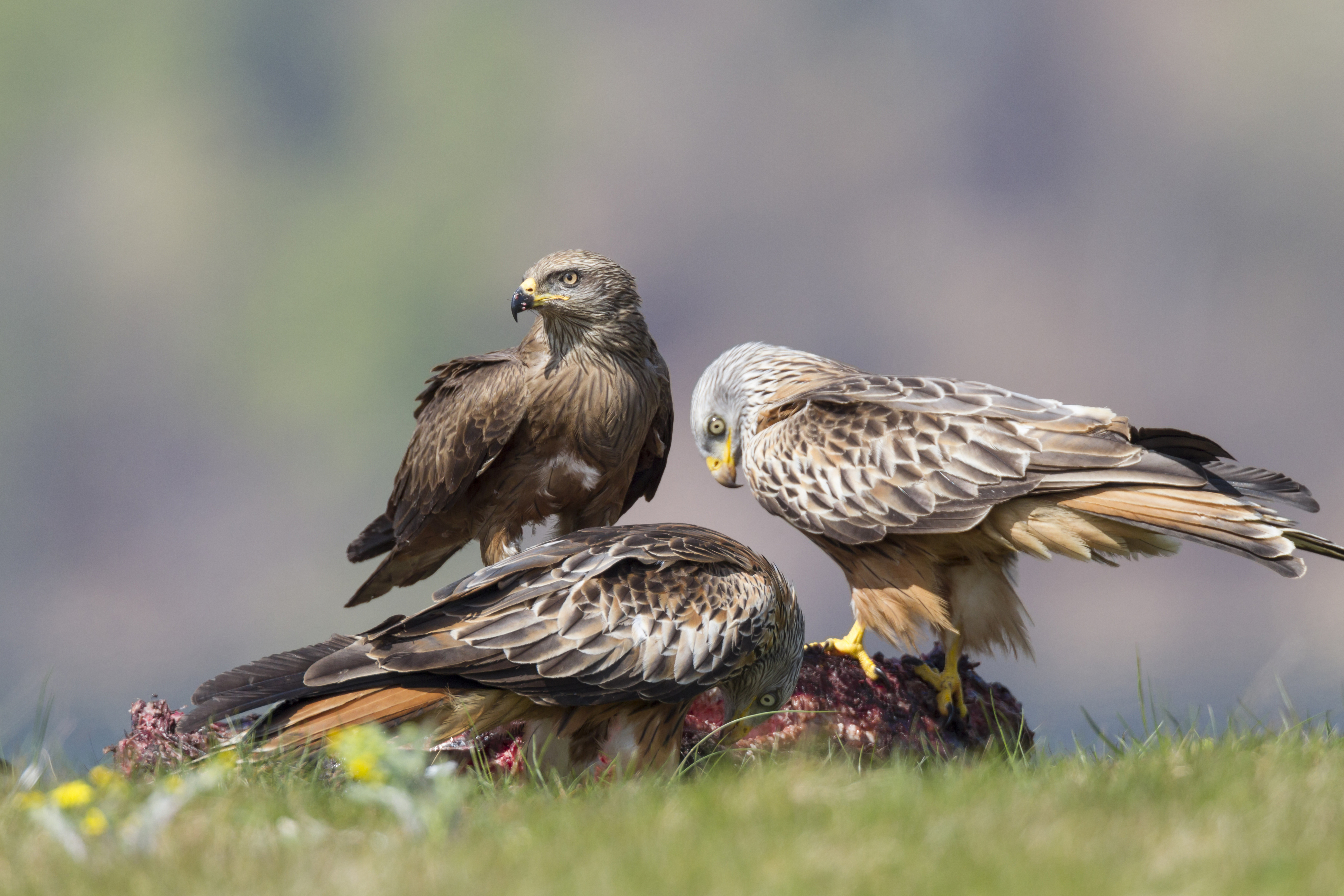 Zwarte wouw en twee rode wouwen op kadaver. Foto: Bildagentur Zoonar