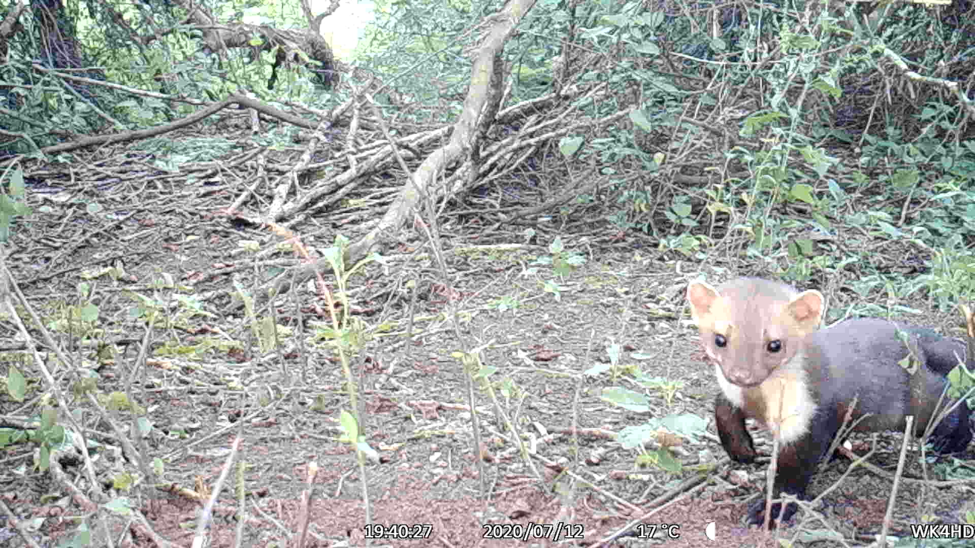 Nieuwsgierige steenmarter