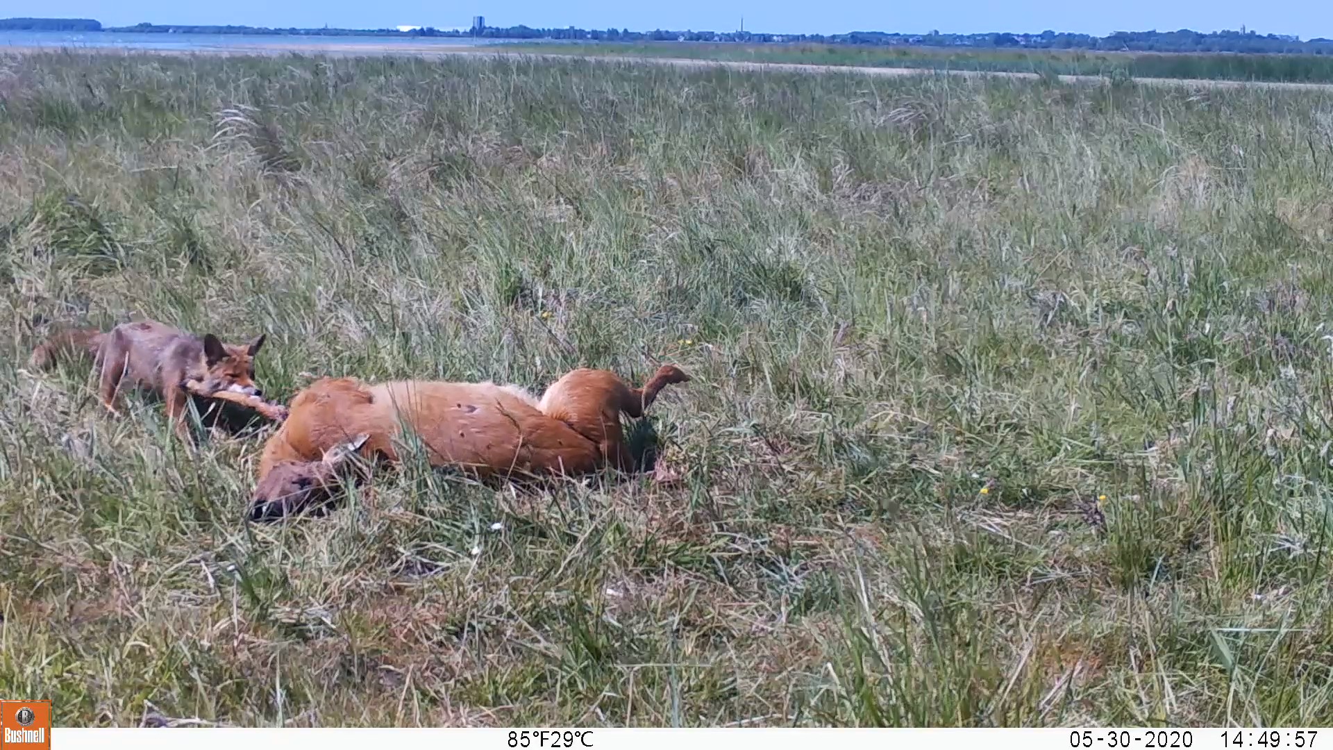 Een vos laat zich voor de wildcamera bij een kadaver zien