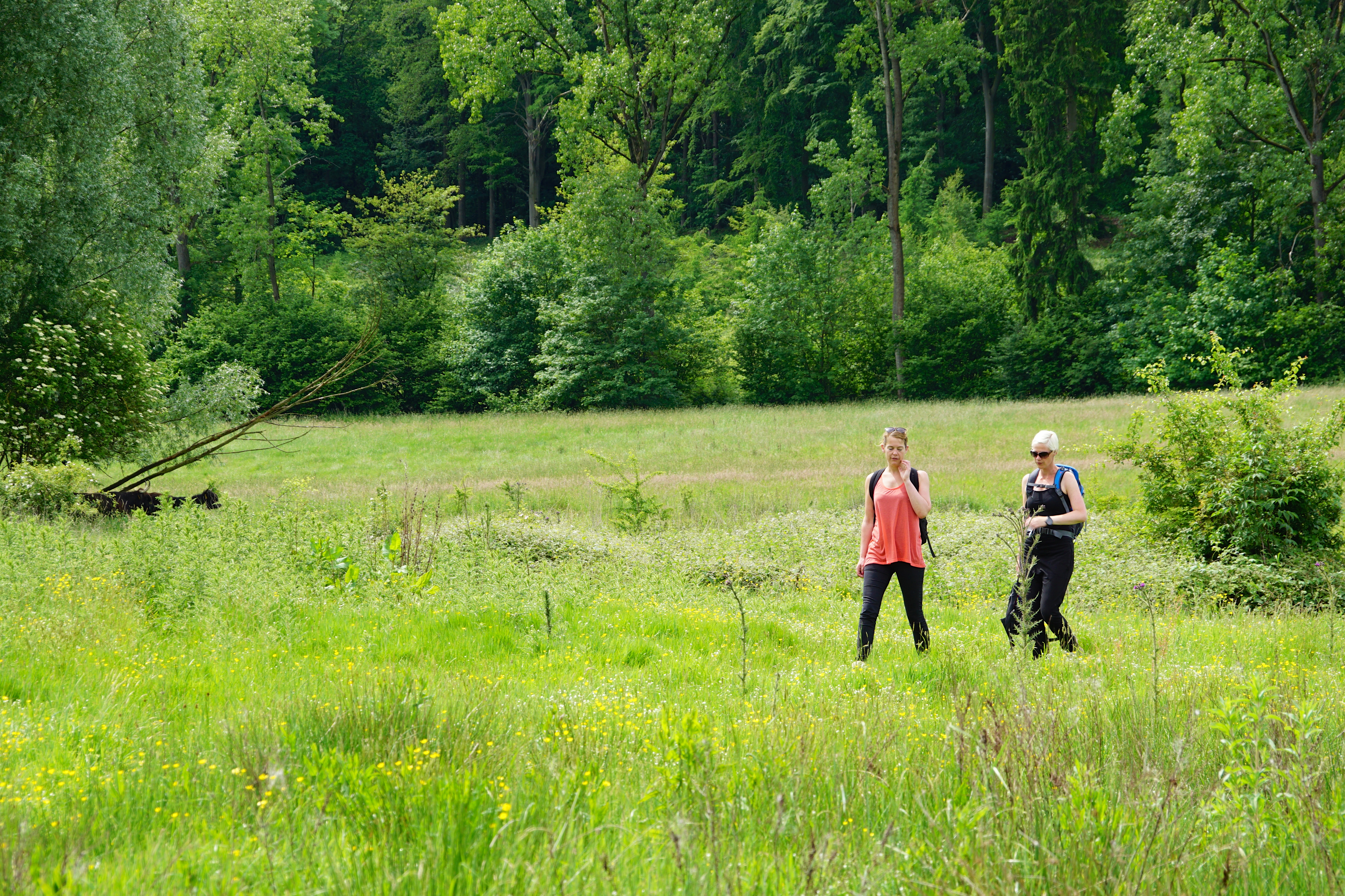 Wandelaars Wolfhaag