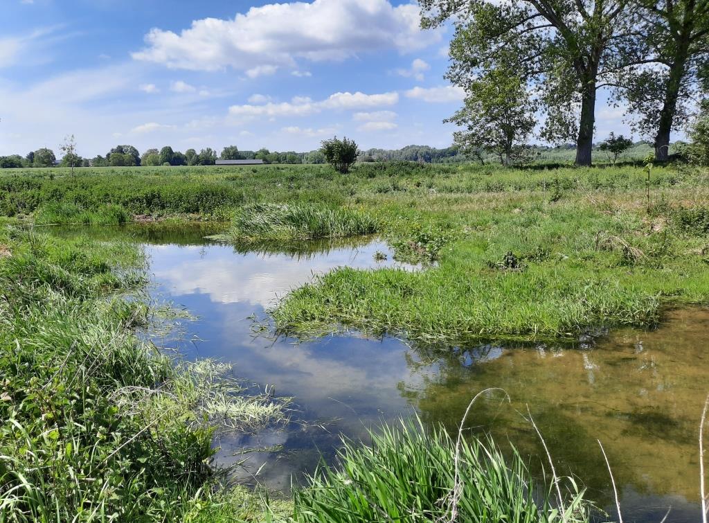 Natuurgebied bij Itteren met beverdam