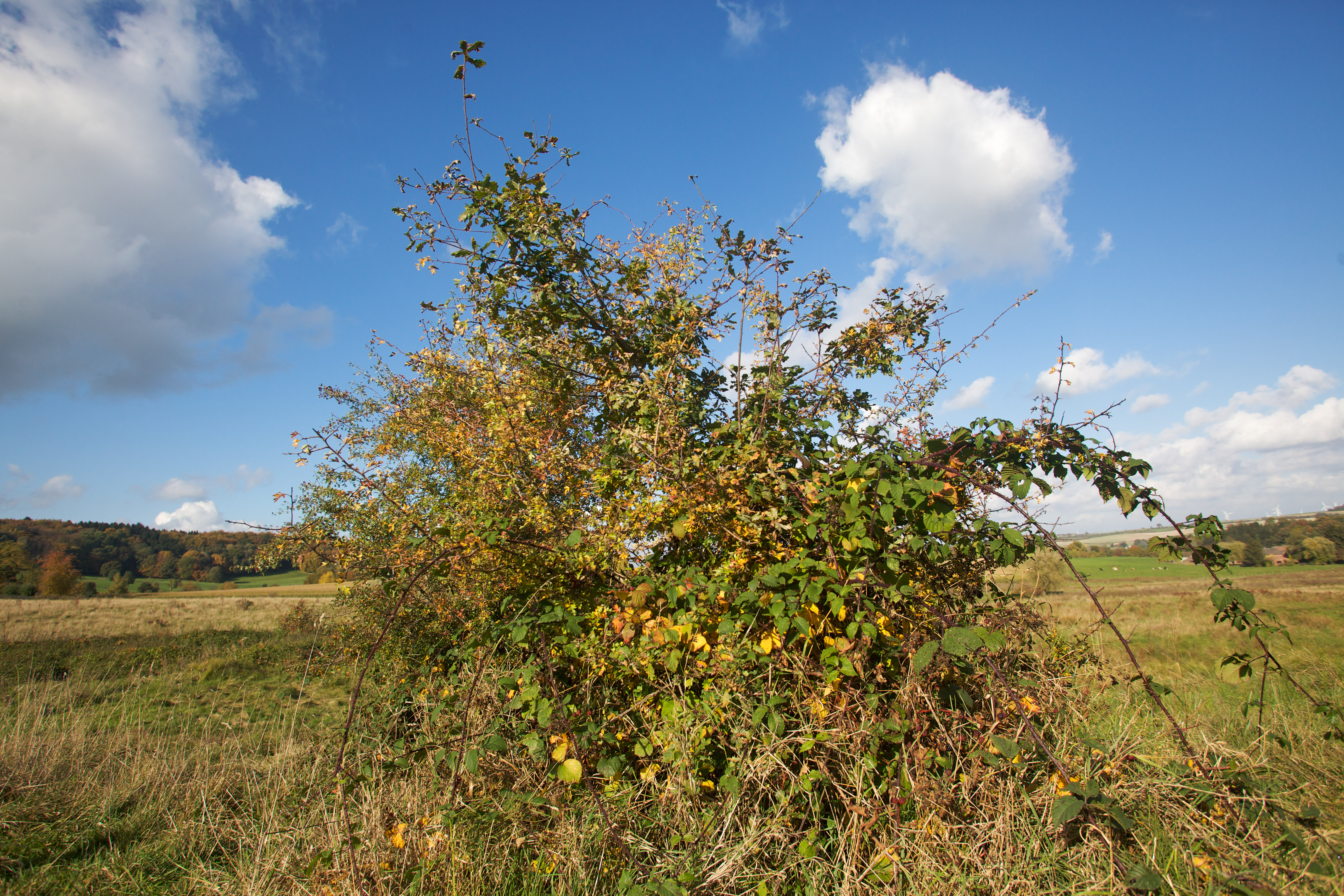 Eik komt op in Braamstruik