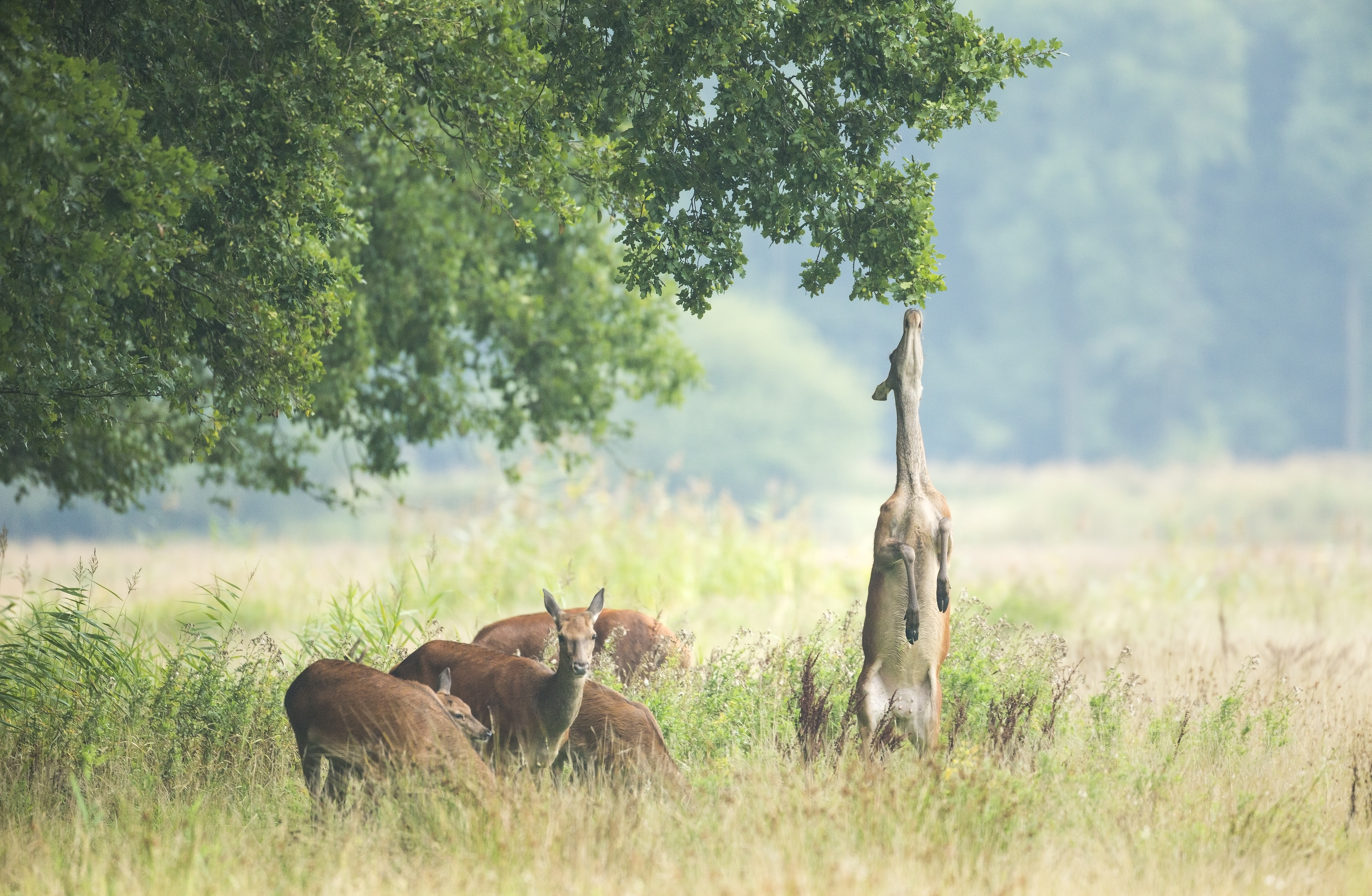Edelherten in het Weerterbos