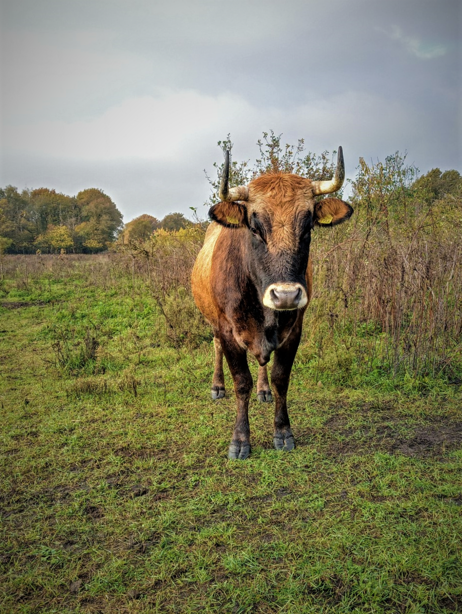 Een van de taurossen in Herperduin (Foto Jetske van den Berg)