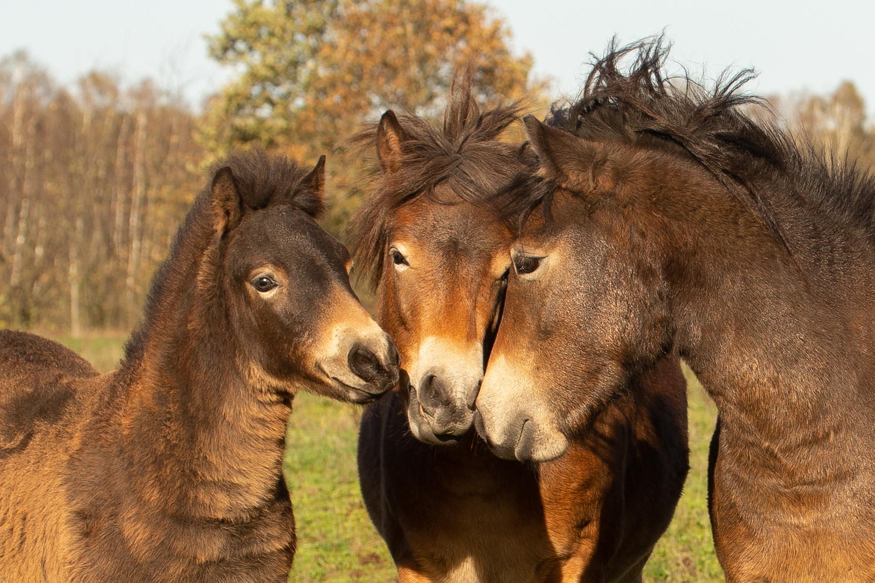 Exmoorpony's op de Maashorst. Foto: Sabine Wolters