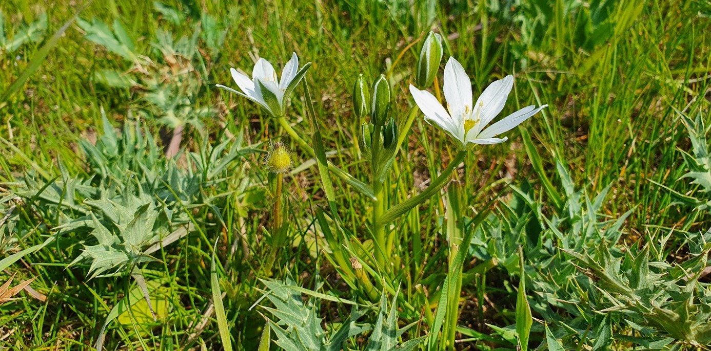 Gewone vogelmelk in de Ooijpolder. Mijn favoriete plantje tijdens de veldbezoeken.