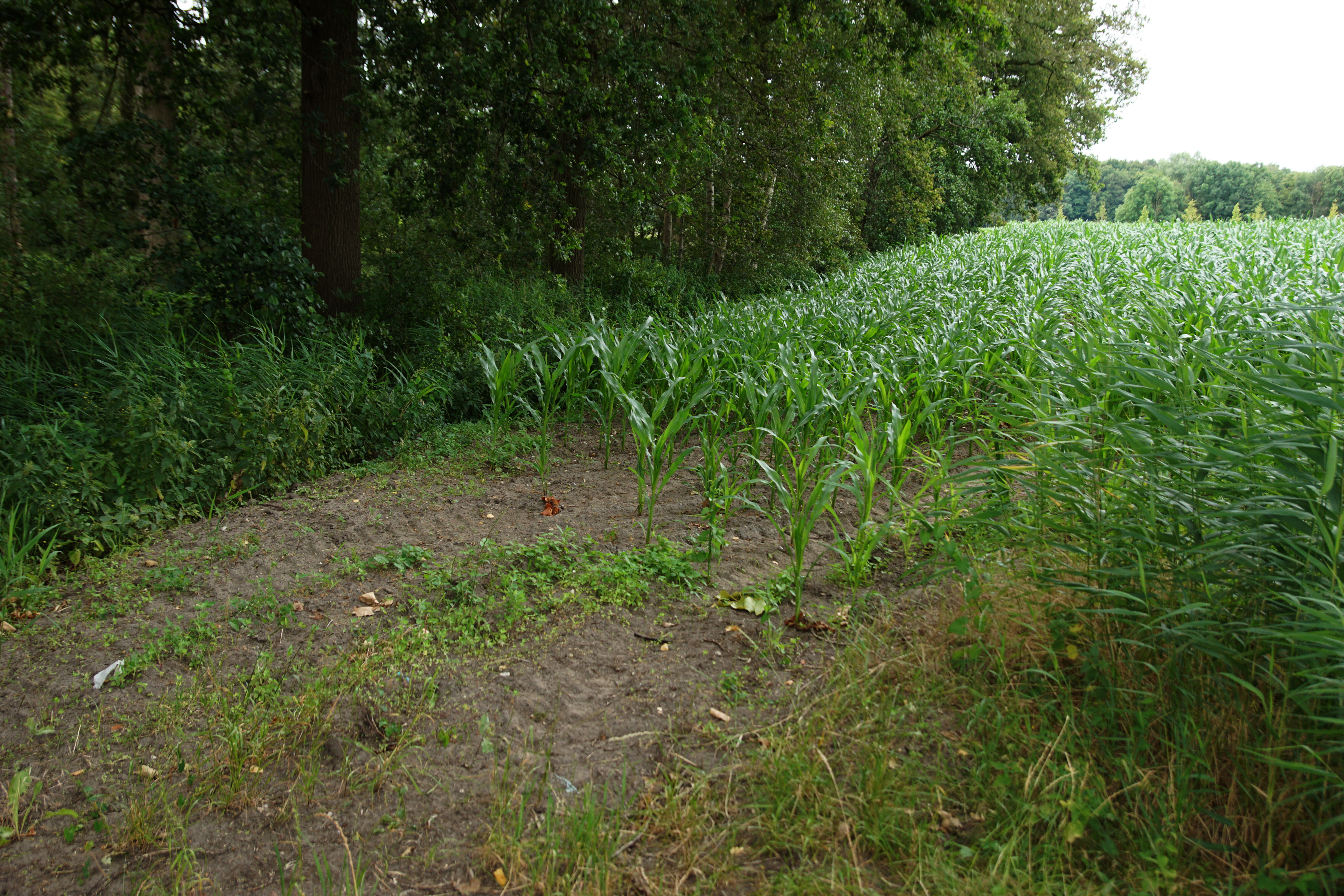 Dit maisland aansluitend op het bos van De Geelders gaat veranderen in natuur (Foto: Bert Vervoort)