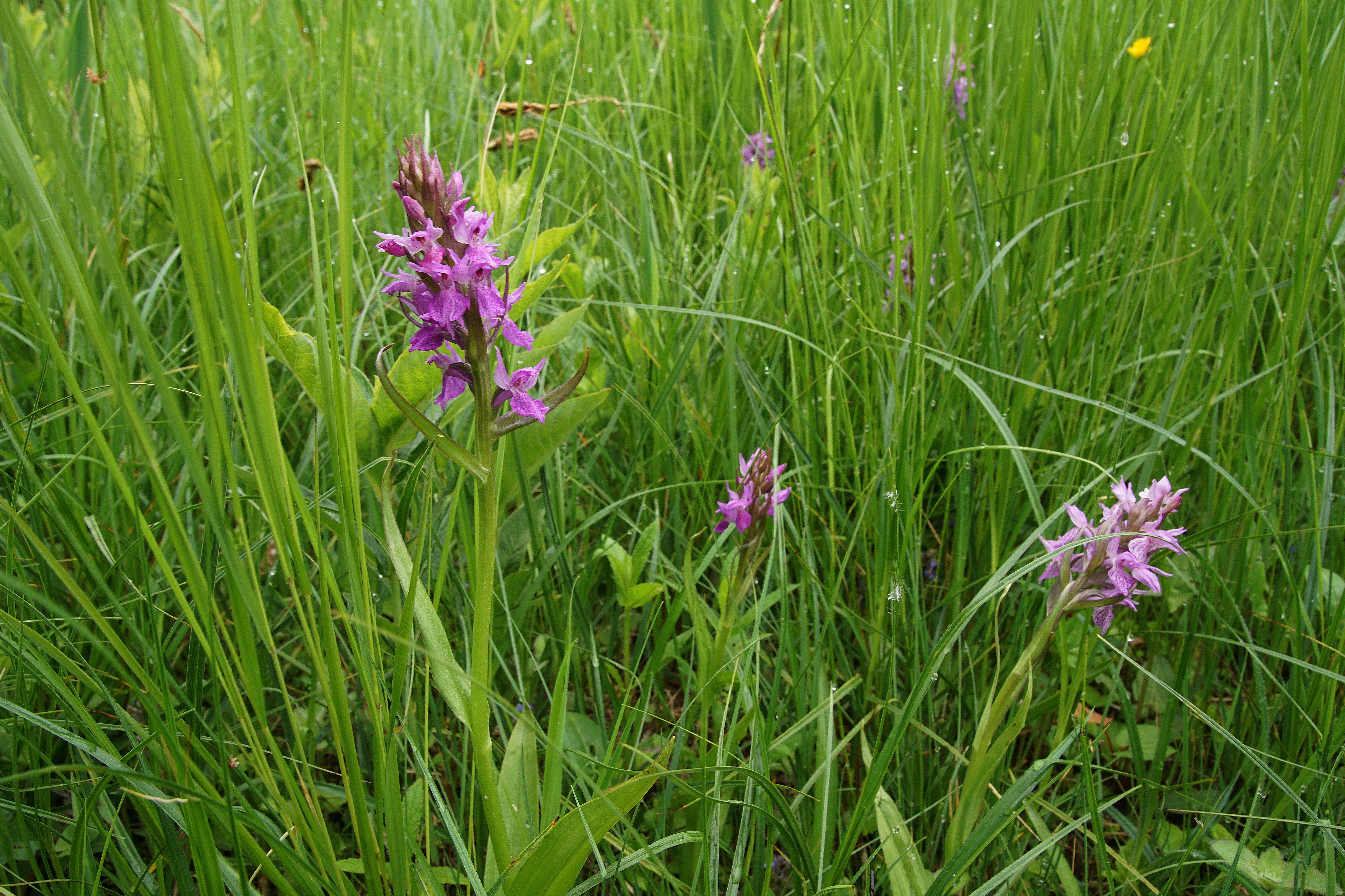 Vleeskleurige orchis in De Geelders