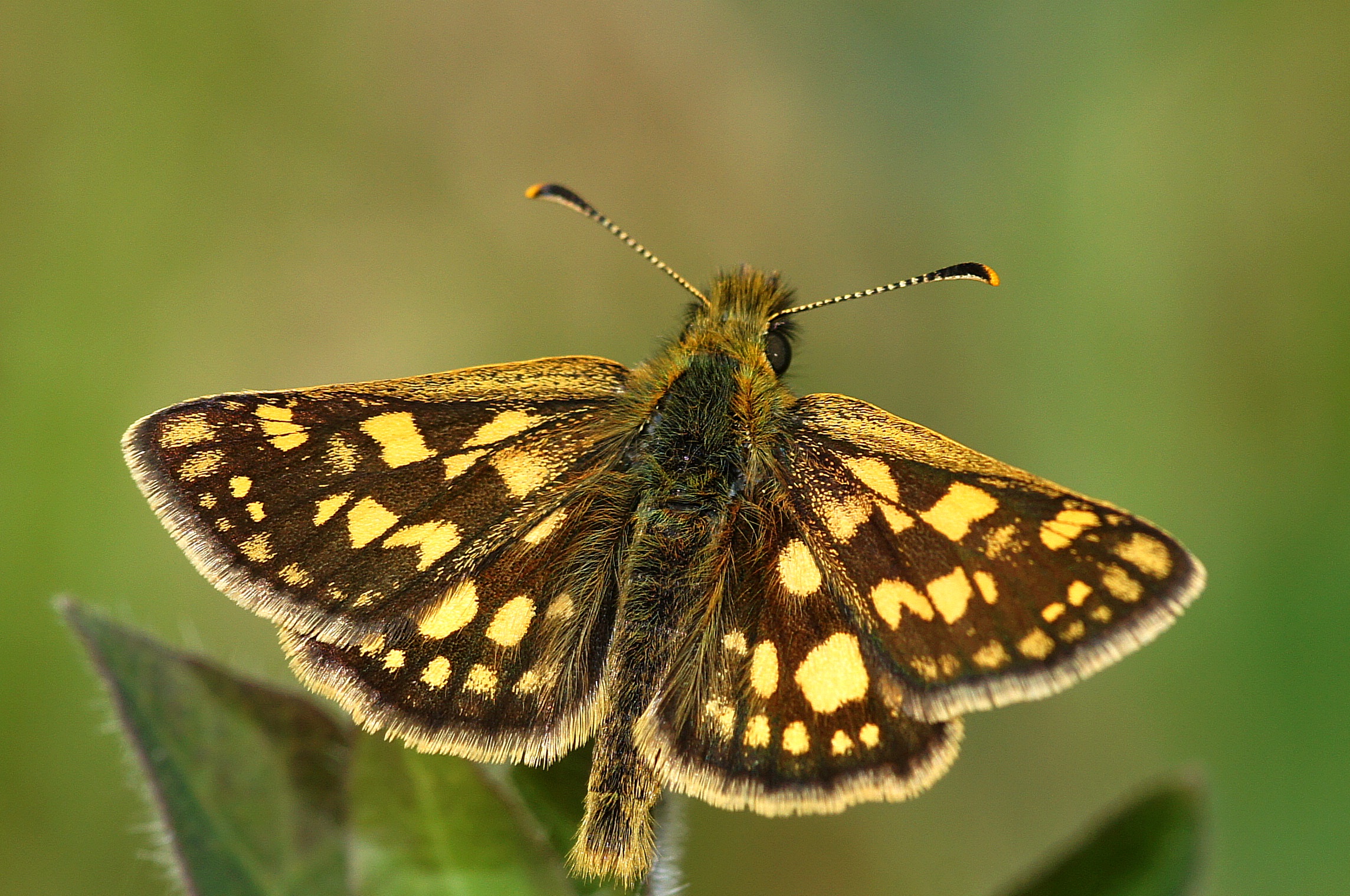 Bont dikkopje in de leembossen