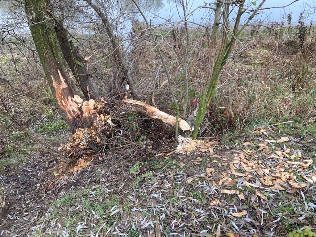 Beversporen. Foto: Teun van Beuningen