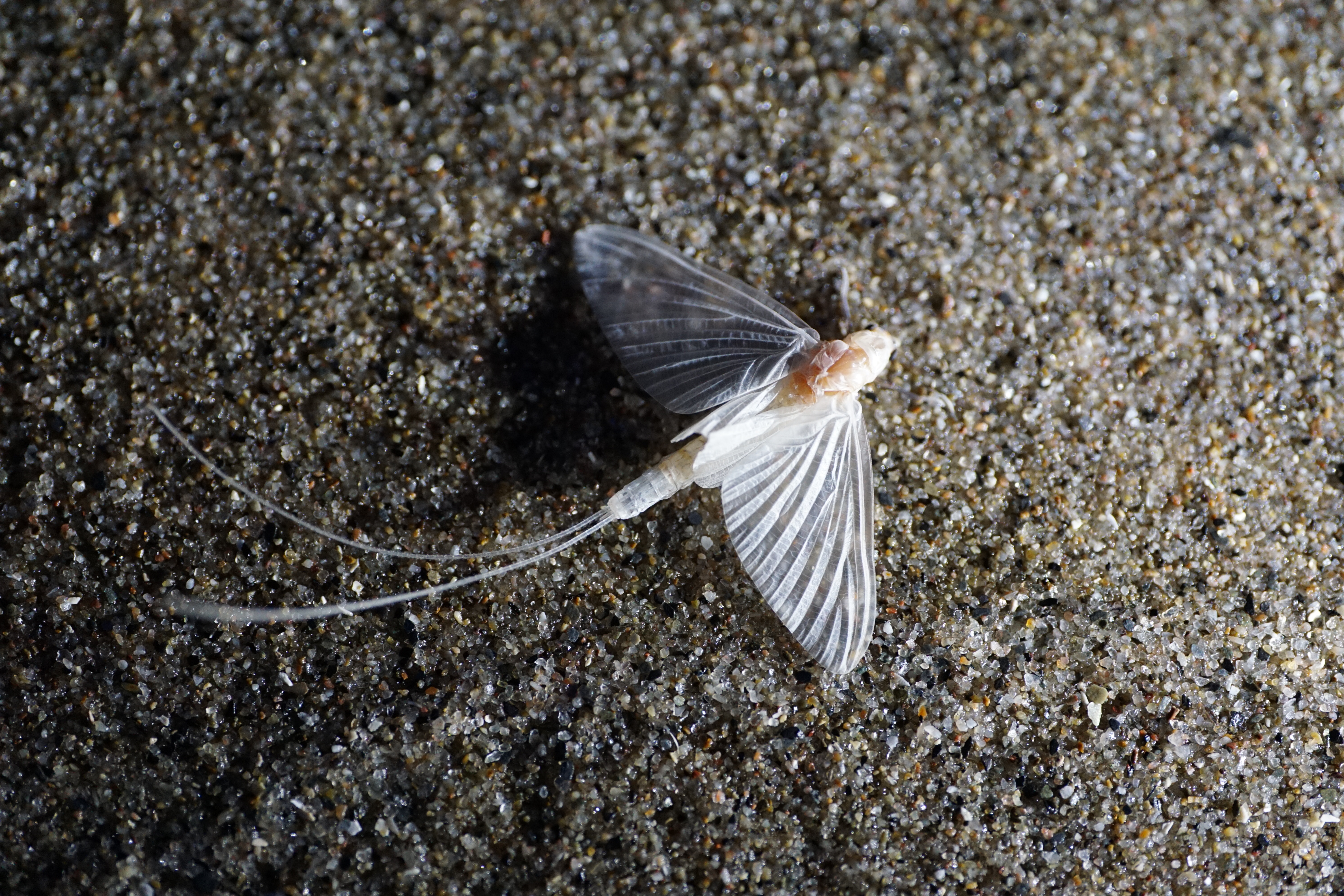 Schoraas - Zomersneeuw - Ephoron virgo 11 augustus 2015