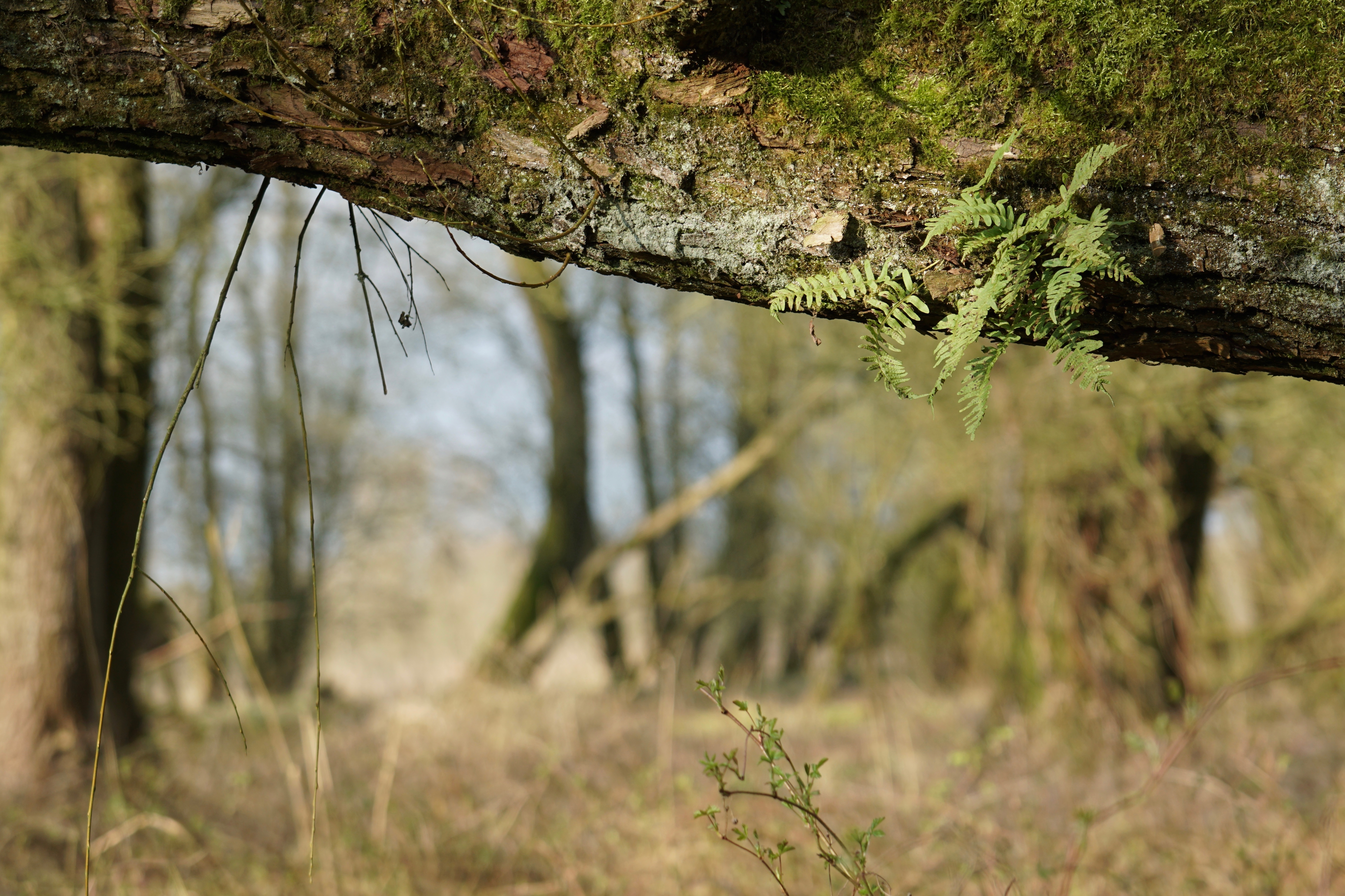 Eikvaren op schietwilg in oud ooibos