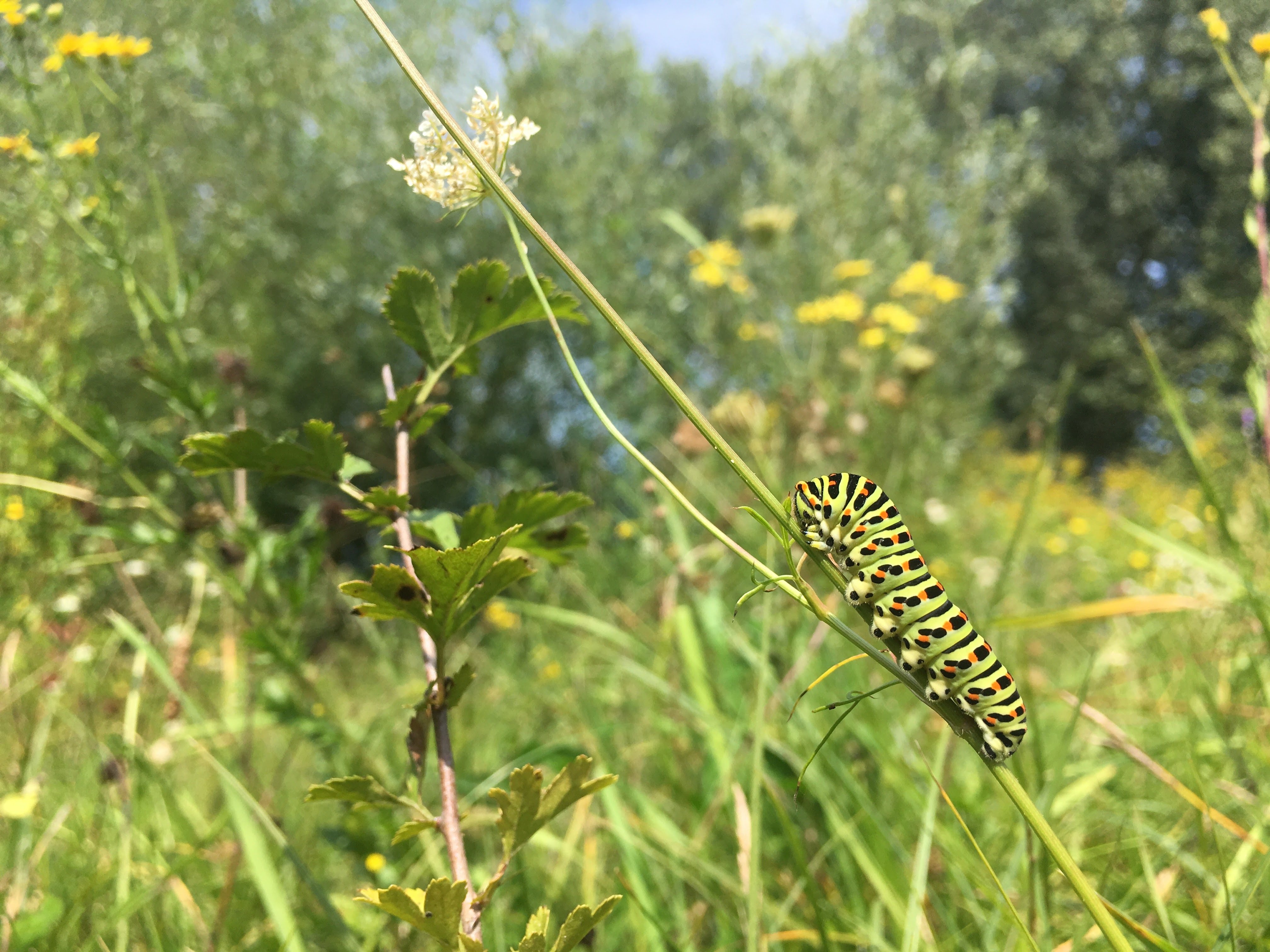 Rups koninginnenpage, Millingerwaard