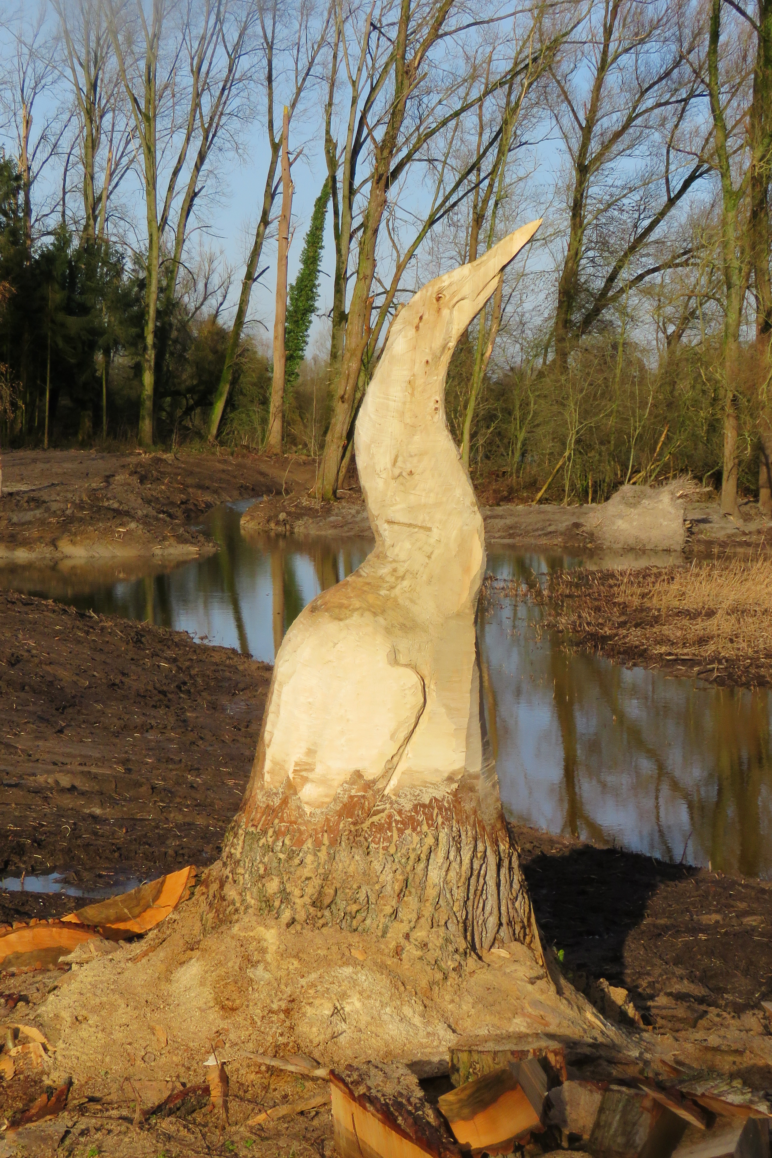 Roerdomp uit de stam van een populier in Ooijse Graaf. 