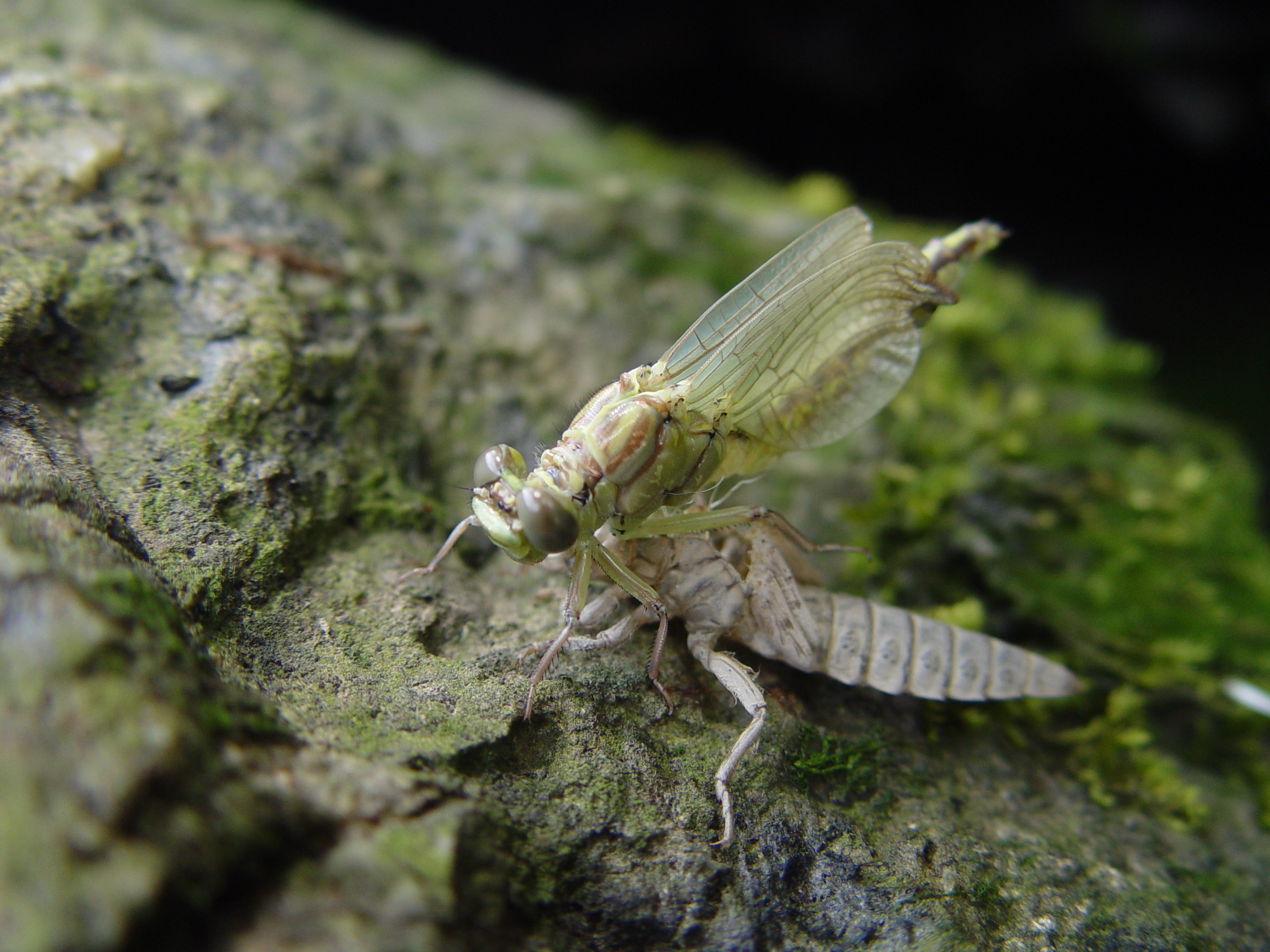 Uitsluipende rivierrombout