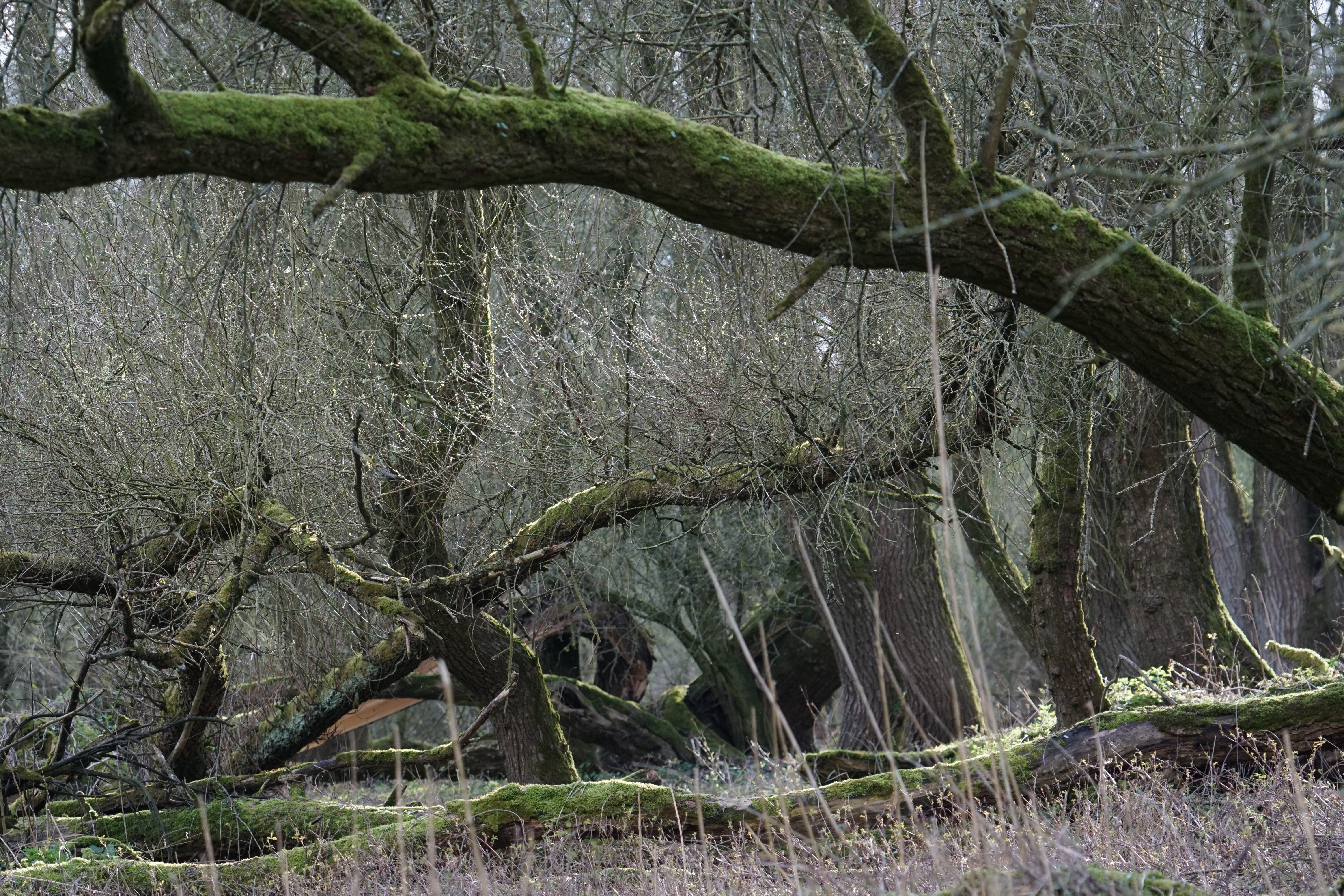 Oud ooibos in Millingerwaard