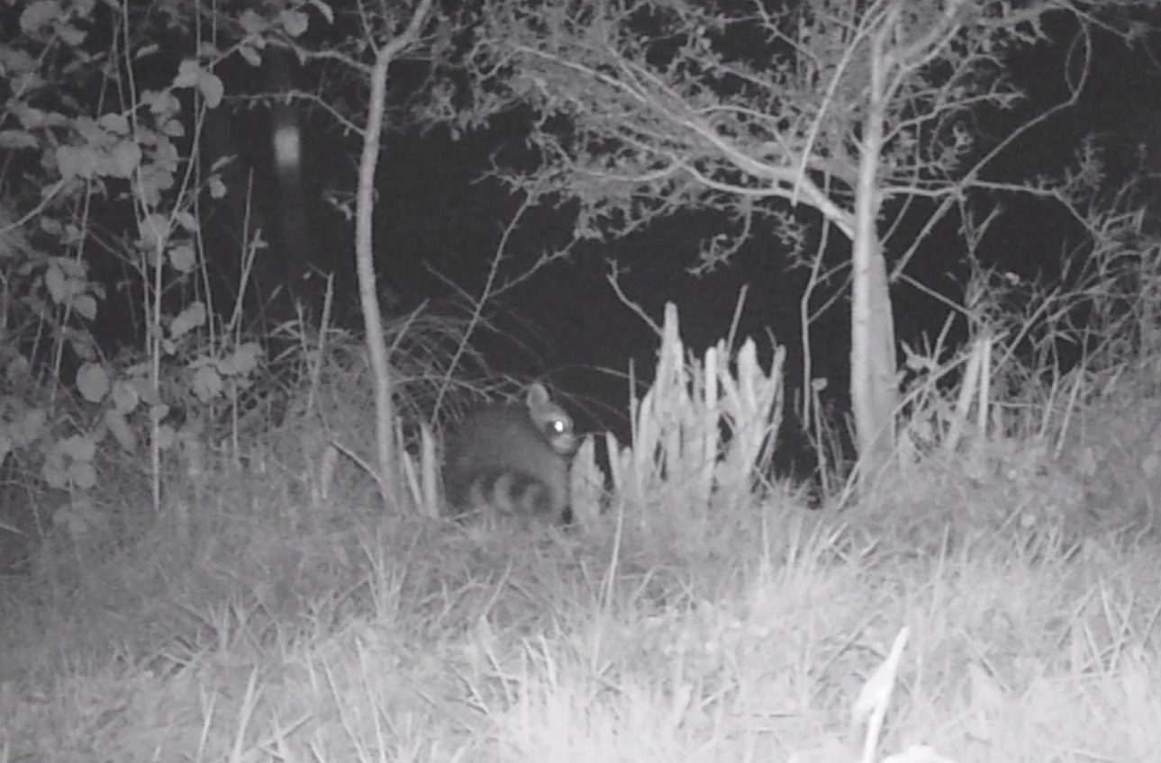 Wasbeer voor de cameraval