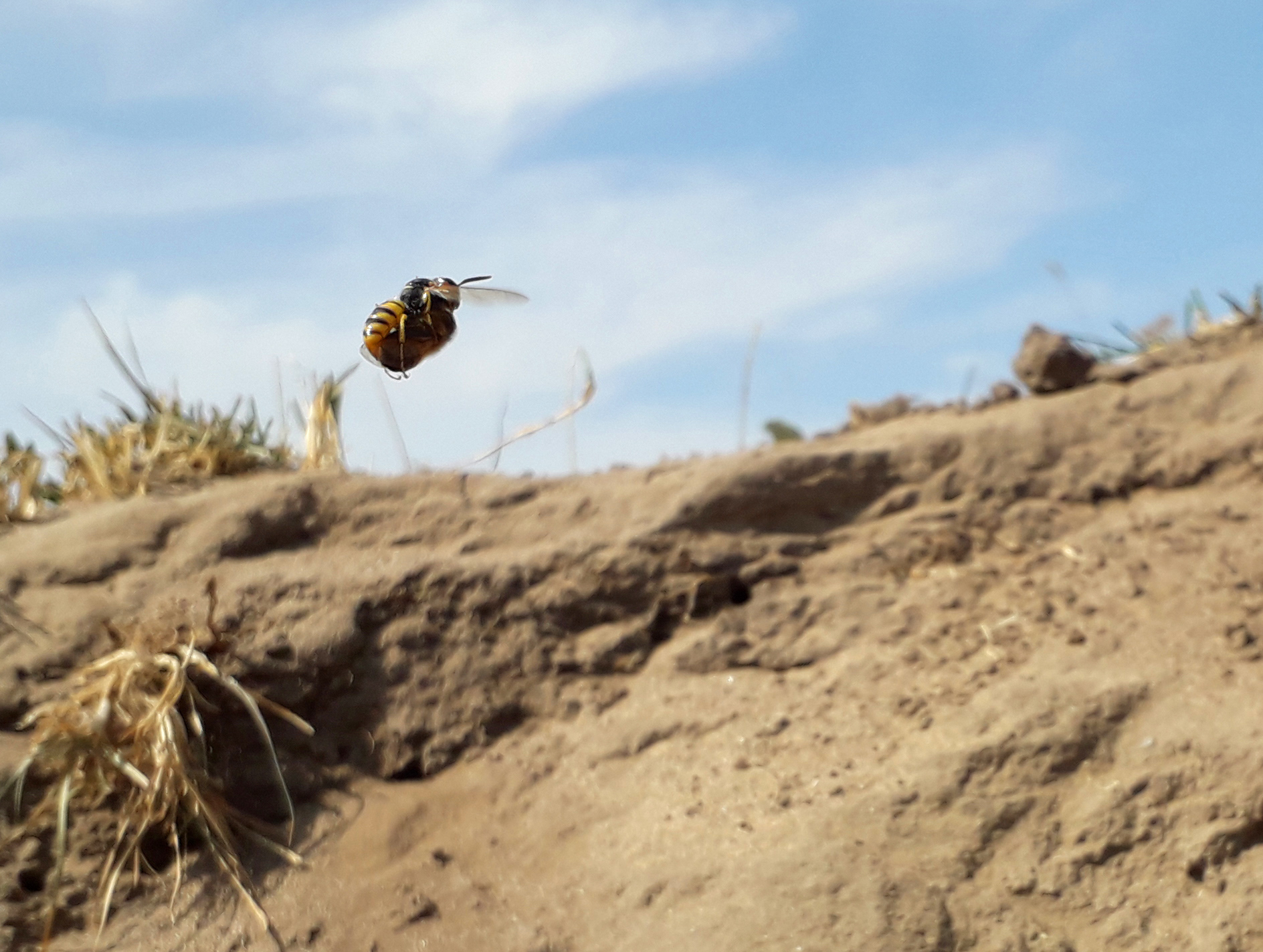 Bijenwolf met prooi is onderweg naar zijn nest in een steilrand van een stierenkuil in de Gelderse Poort. In de natuur faciliteren sleutelsoorten andere soorten in het vinden van hun niche. 