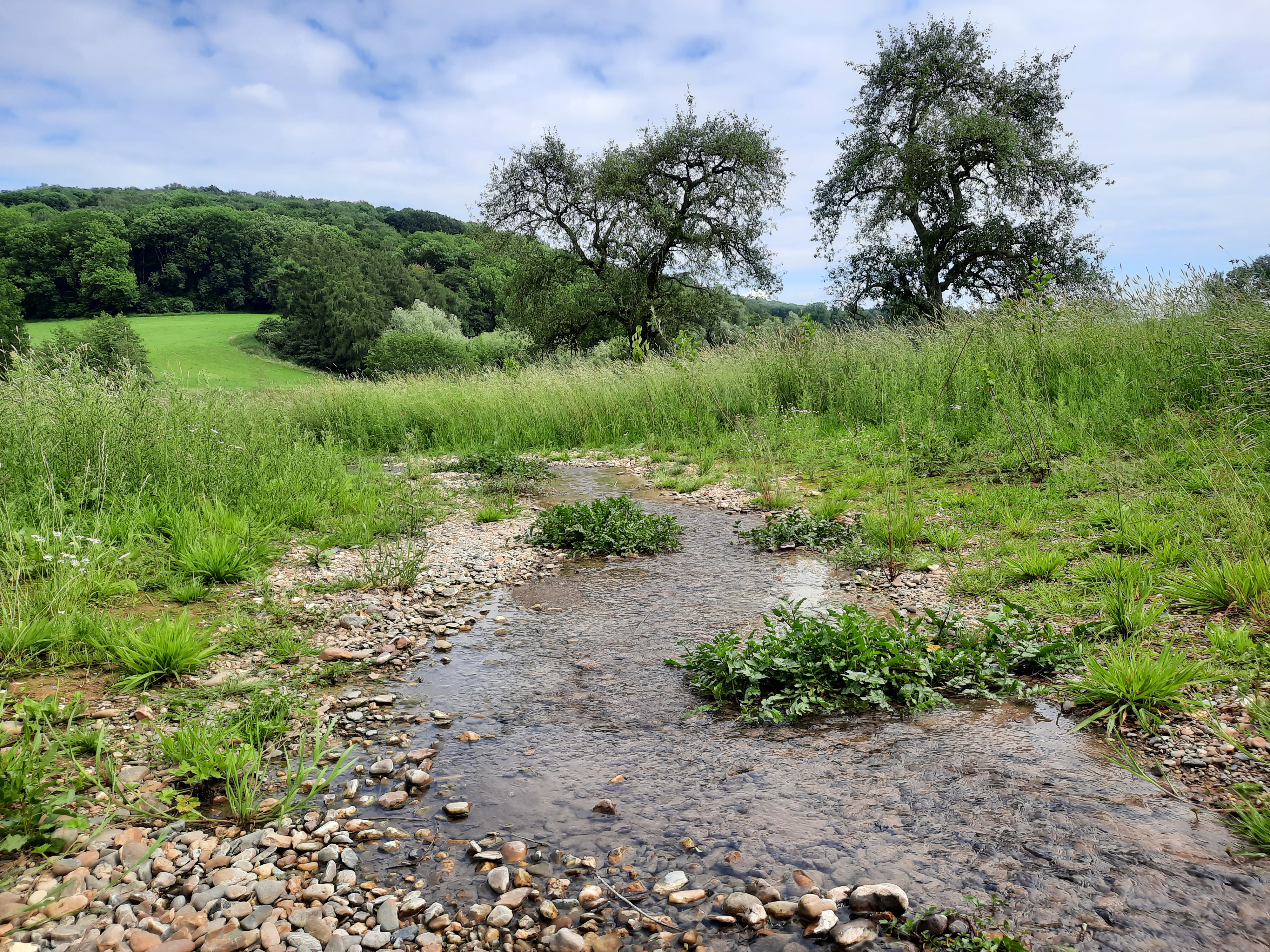 Buffering van regenwater in natuurgebied