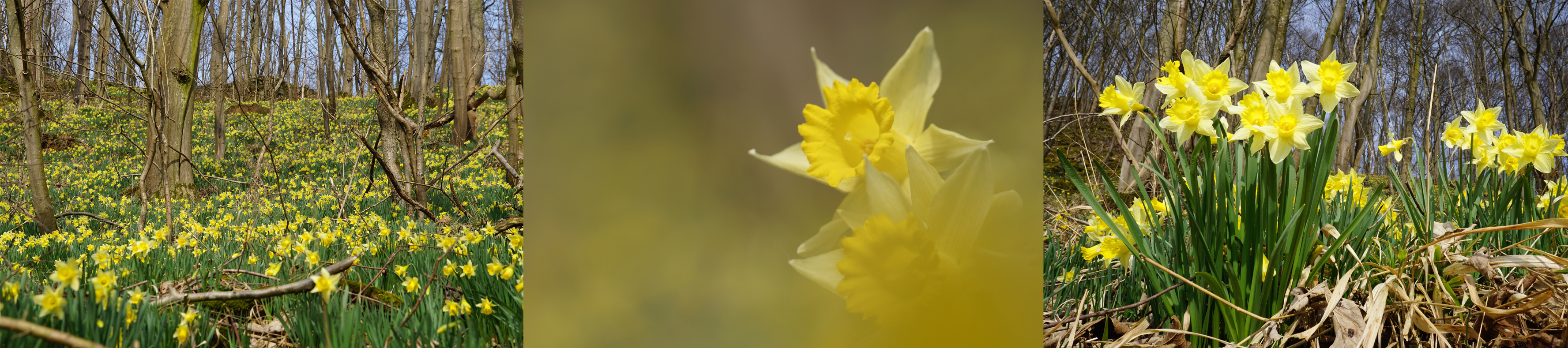 Narcissen