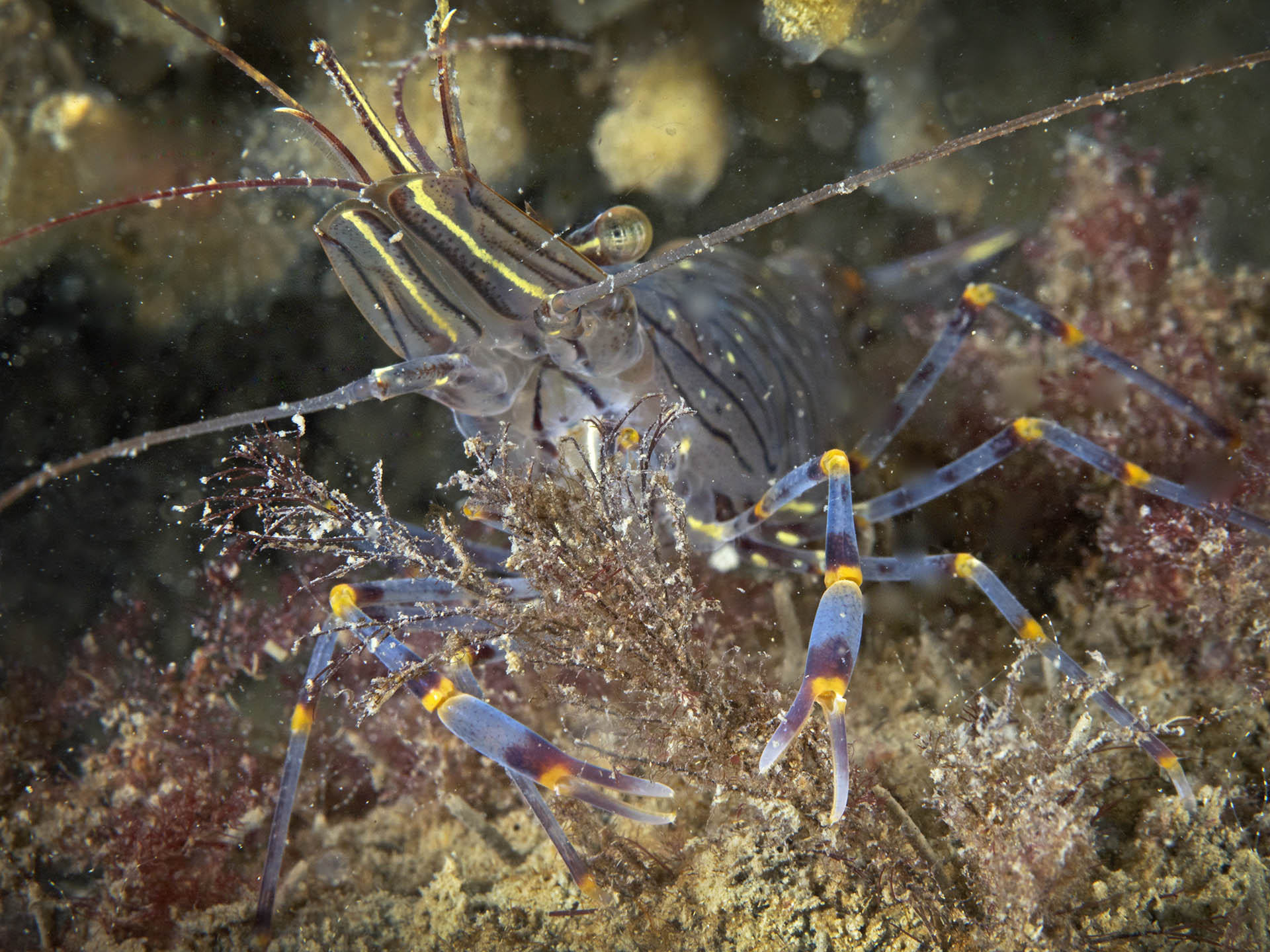 Tal van dieren, zoals deze gezaagde steurgarnaal, profiteren van schelpdierriffen. Foto: Marion Haarsma