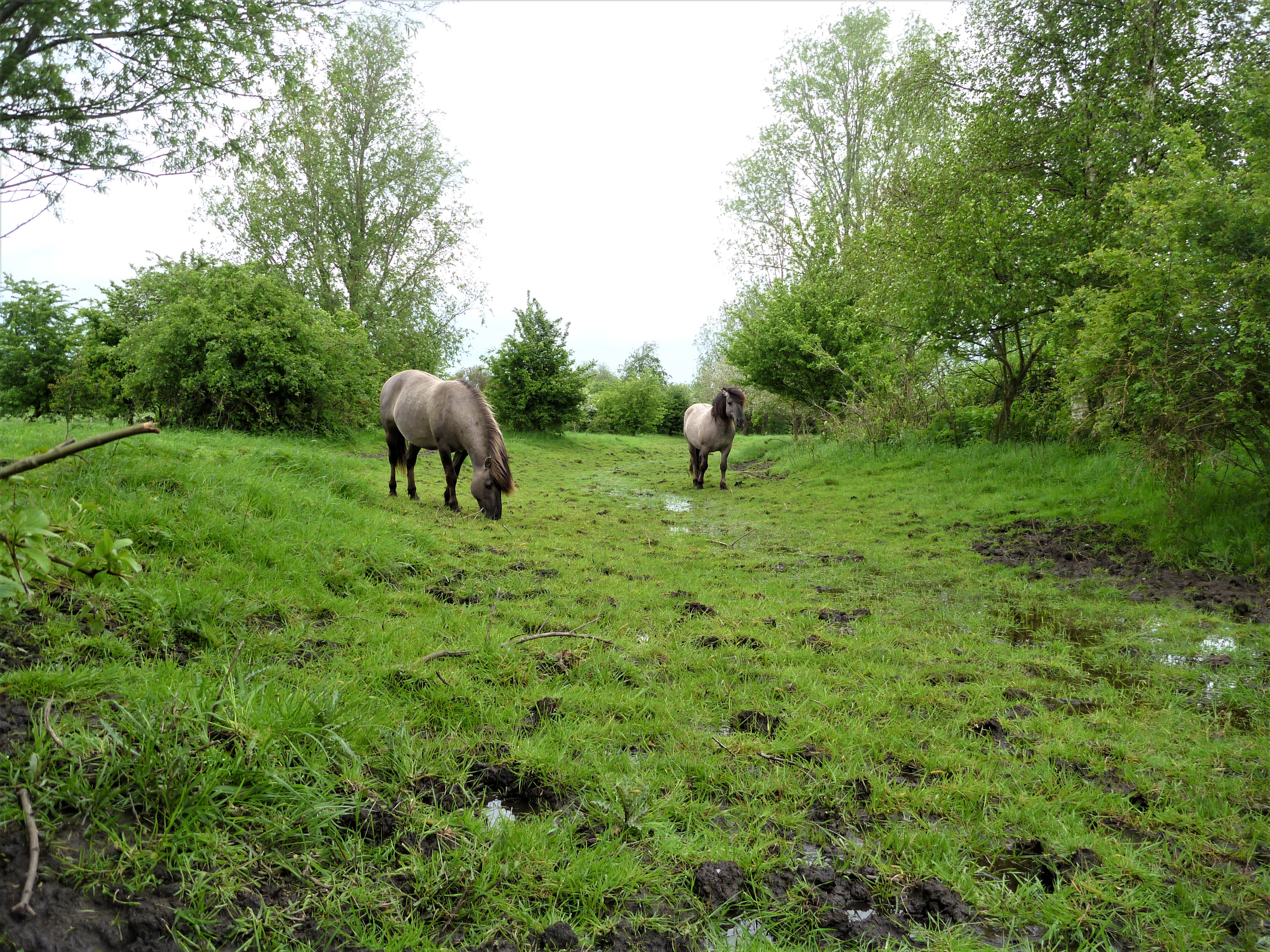 Grote grazers als konikpaarden zorgen ervoor dat natuurgebieden niet dichtgroeien (Foto: Esther Linnartz)