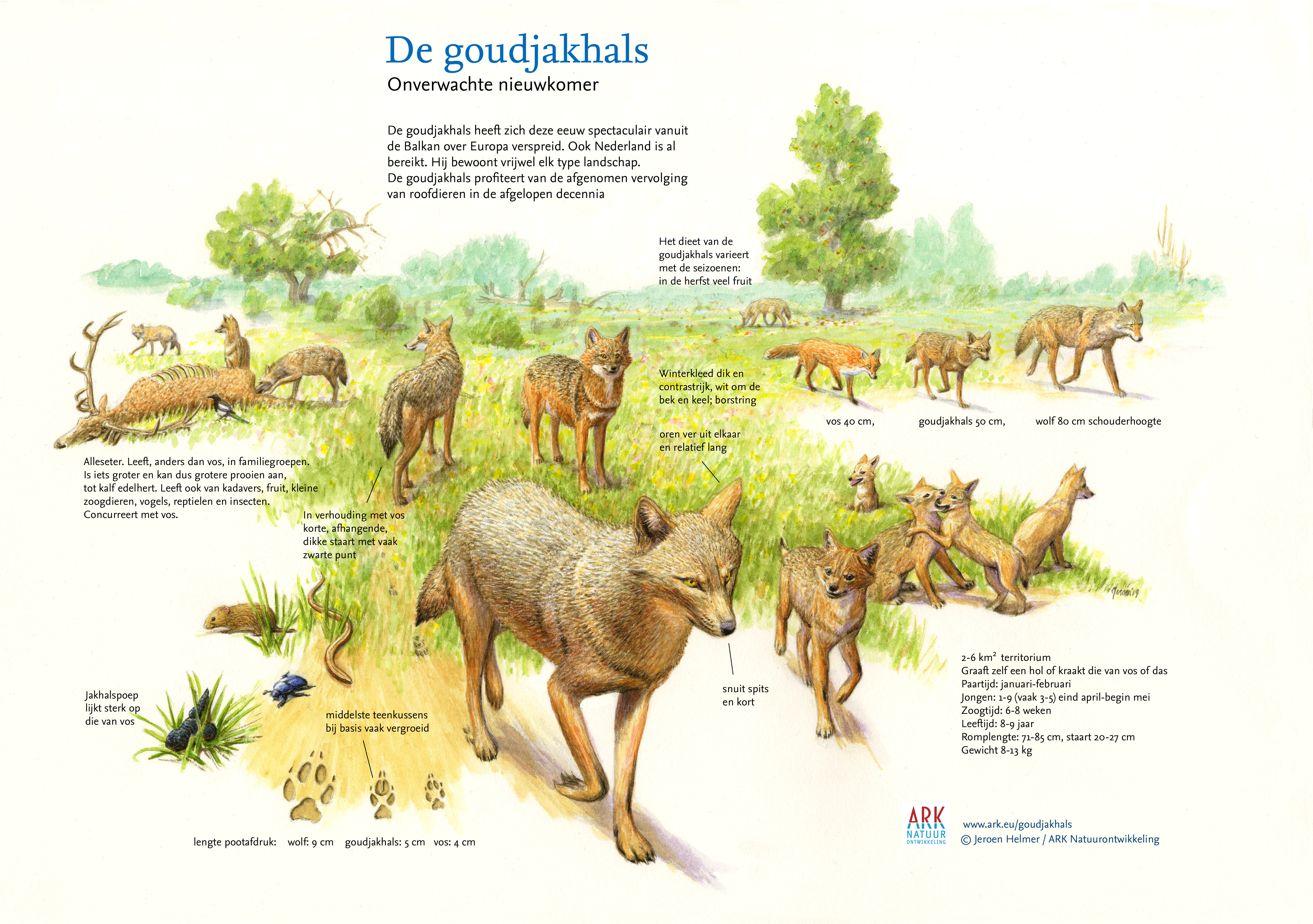 De goudjakhals: onverwachte nieuwkomer