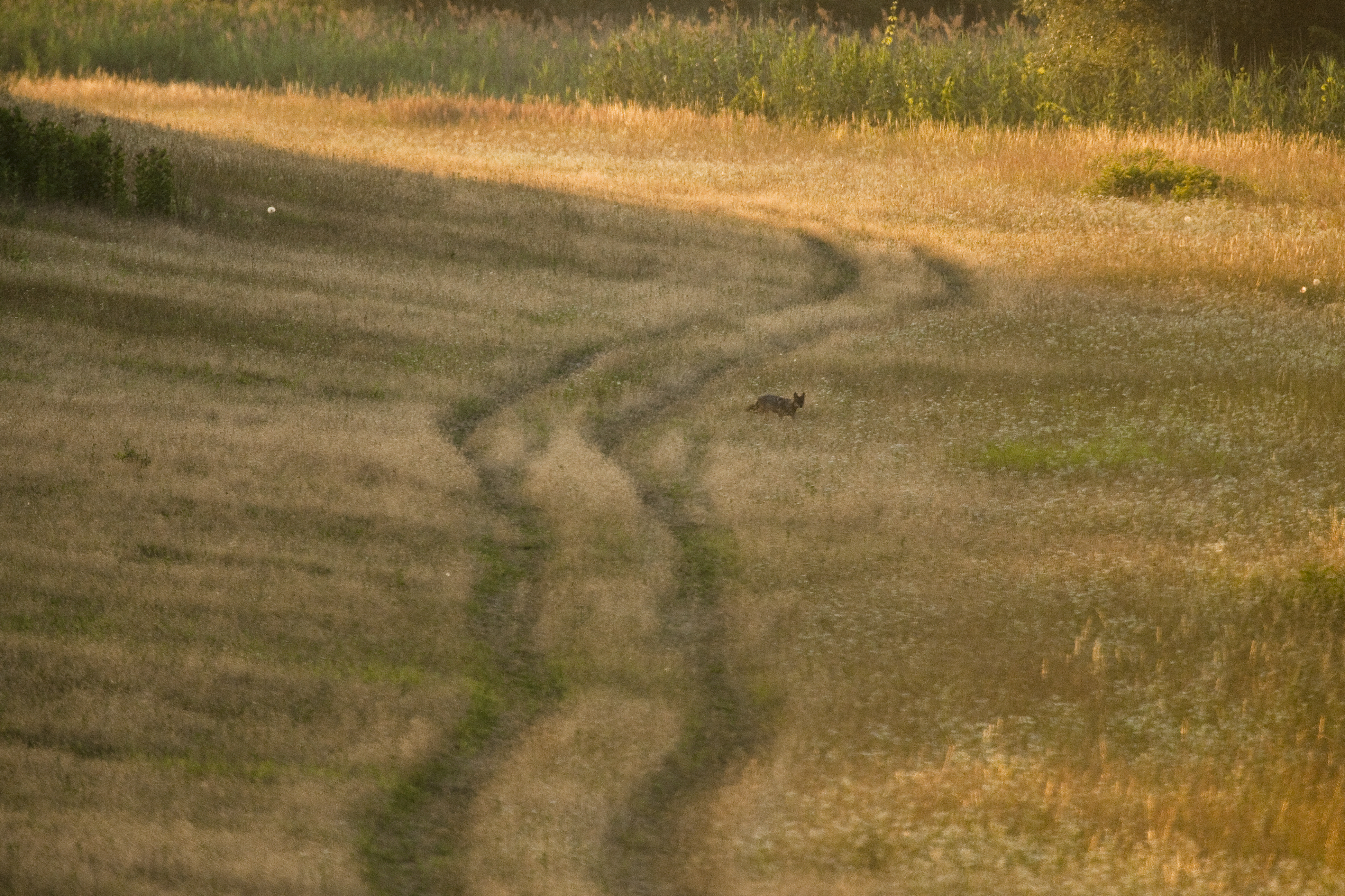 Goudjakhals. Foto: Wild Wonders of Europe, Nature in Stock