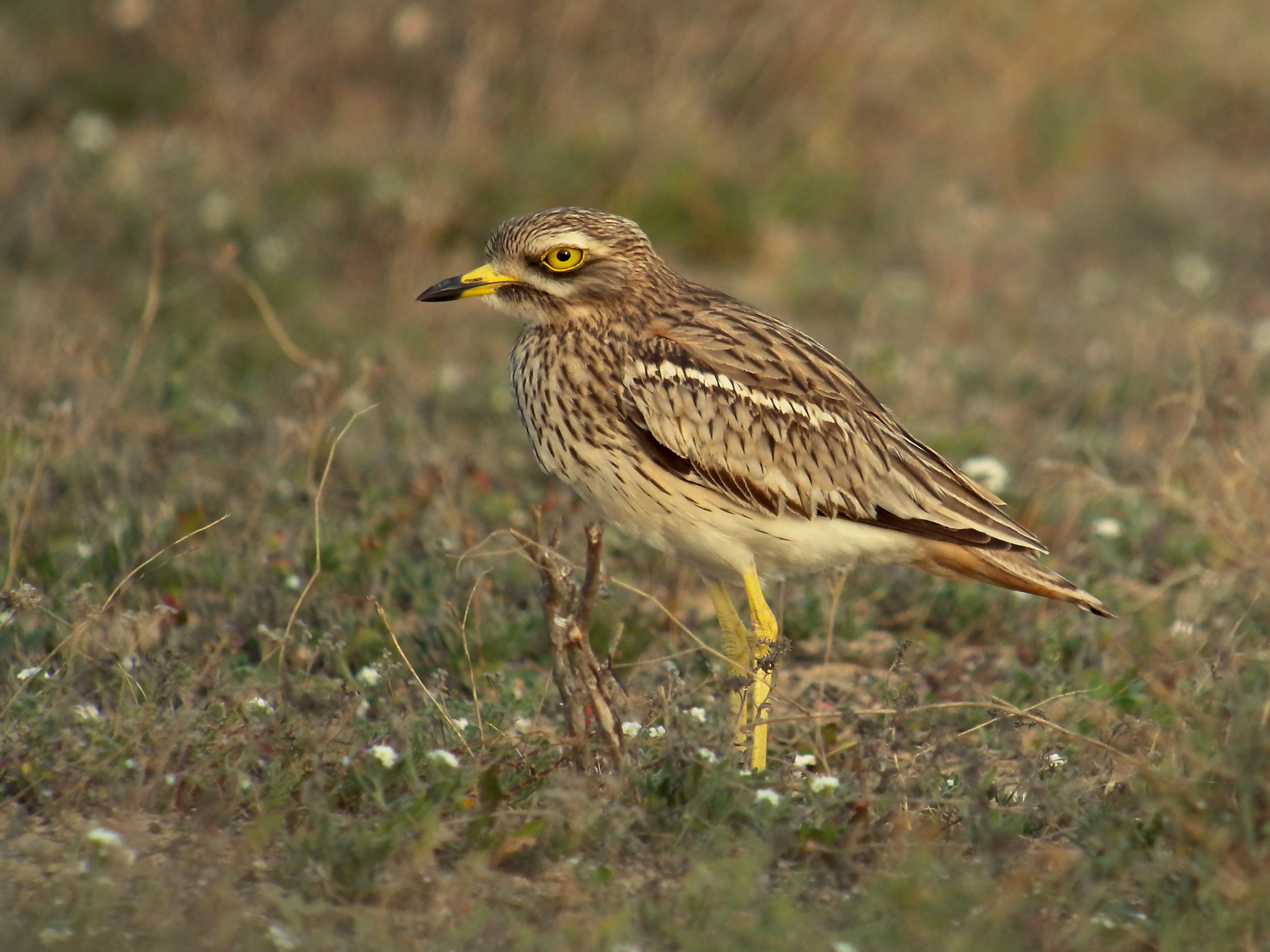 Griel, foto: Frank Vassen CC BY 2.0, https://commons.wikimedia.org/w/index.php?curid=25498784