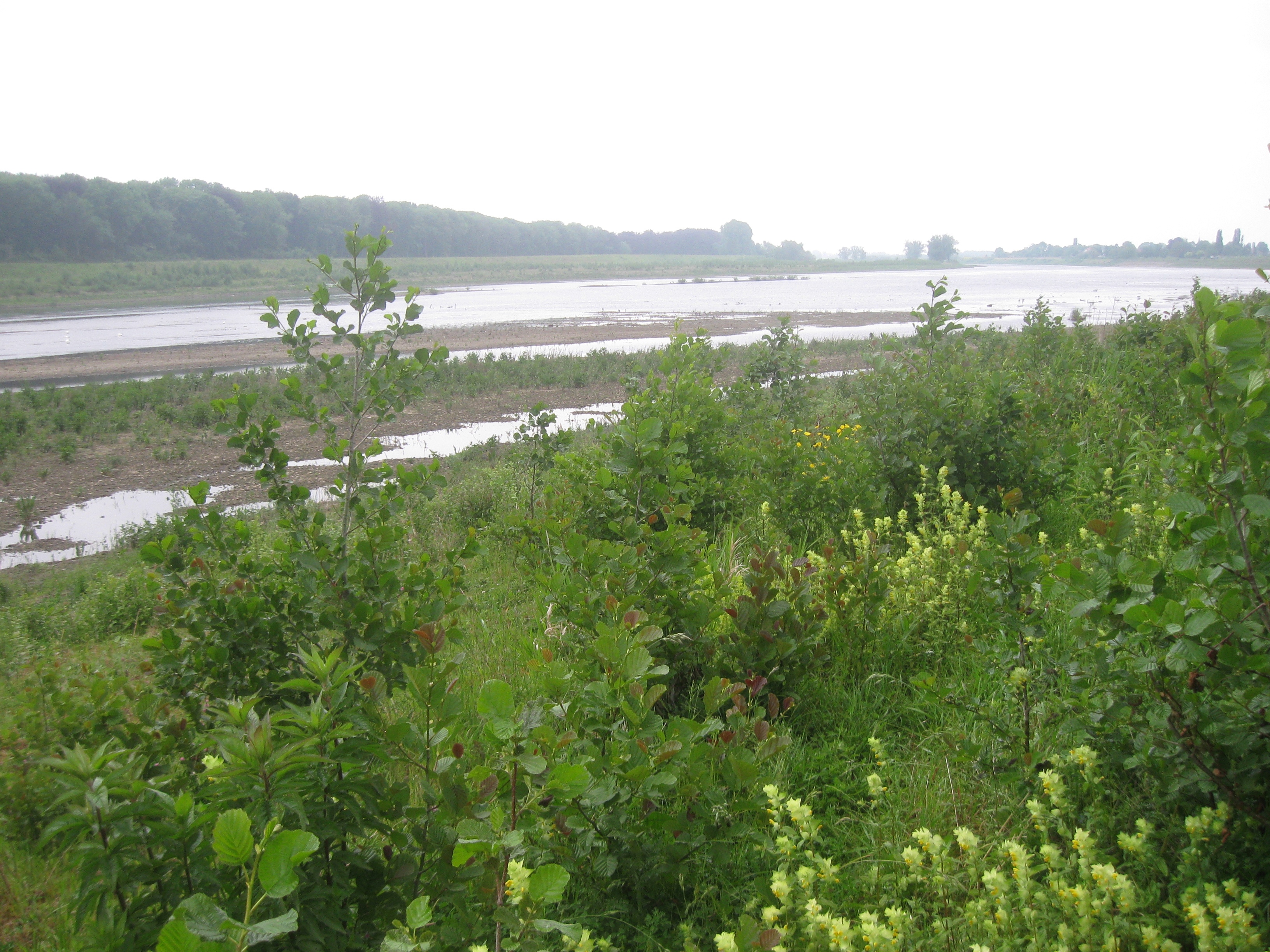 Grensmaas bij Borgharen