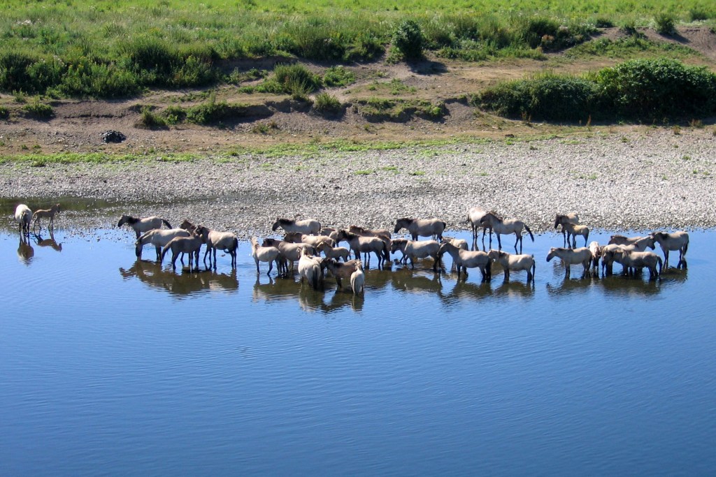 Konikpaarden in de Grensmaas bij Roosteren. Foto: Rene Deneer