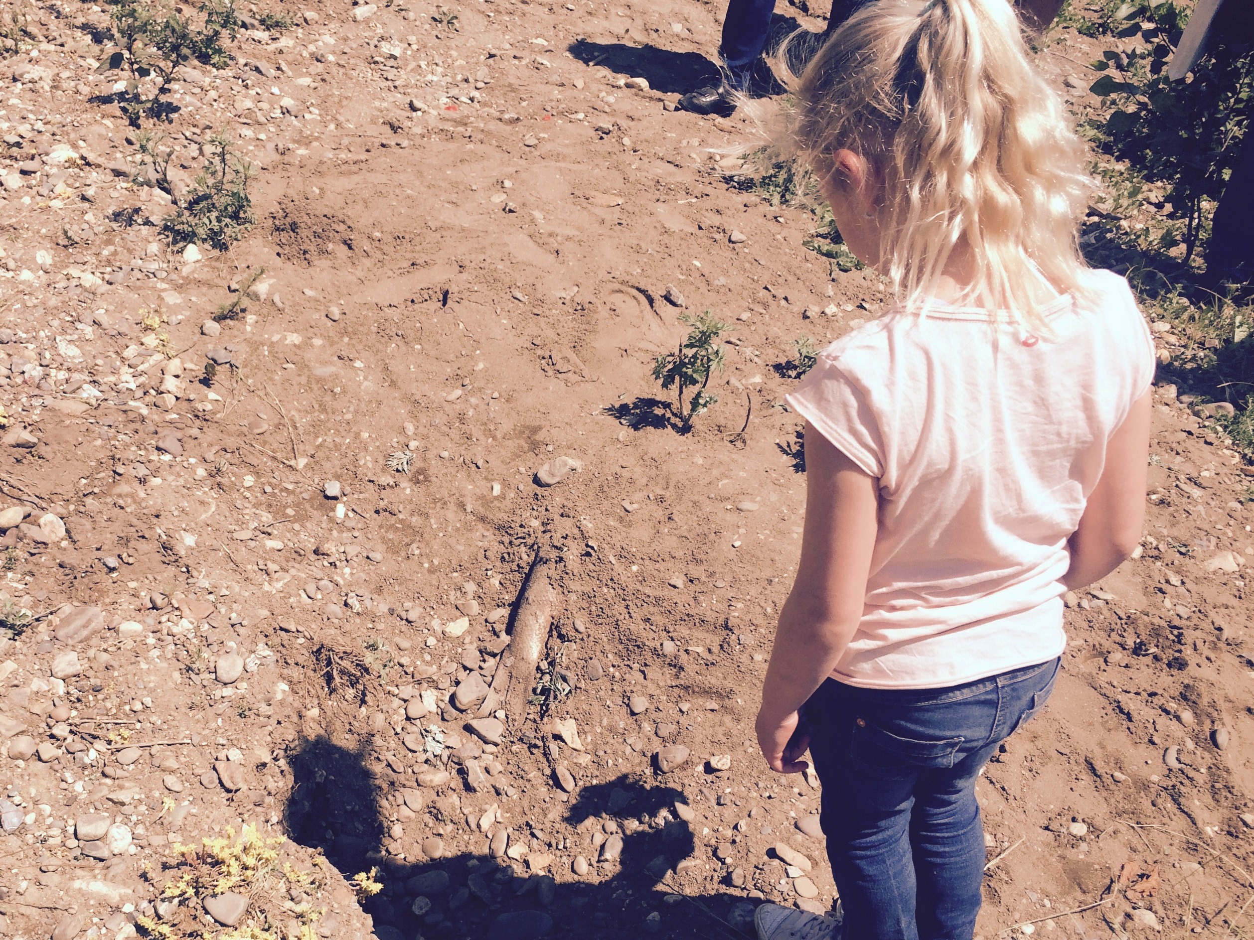 Vis begraven door vos langs de Grensmaas. Foto: Francois Verhoeven