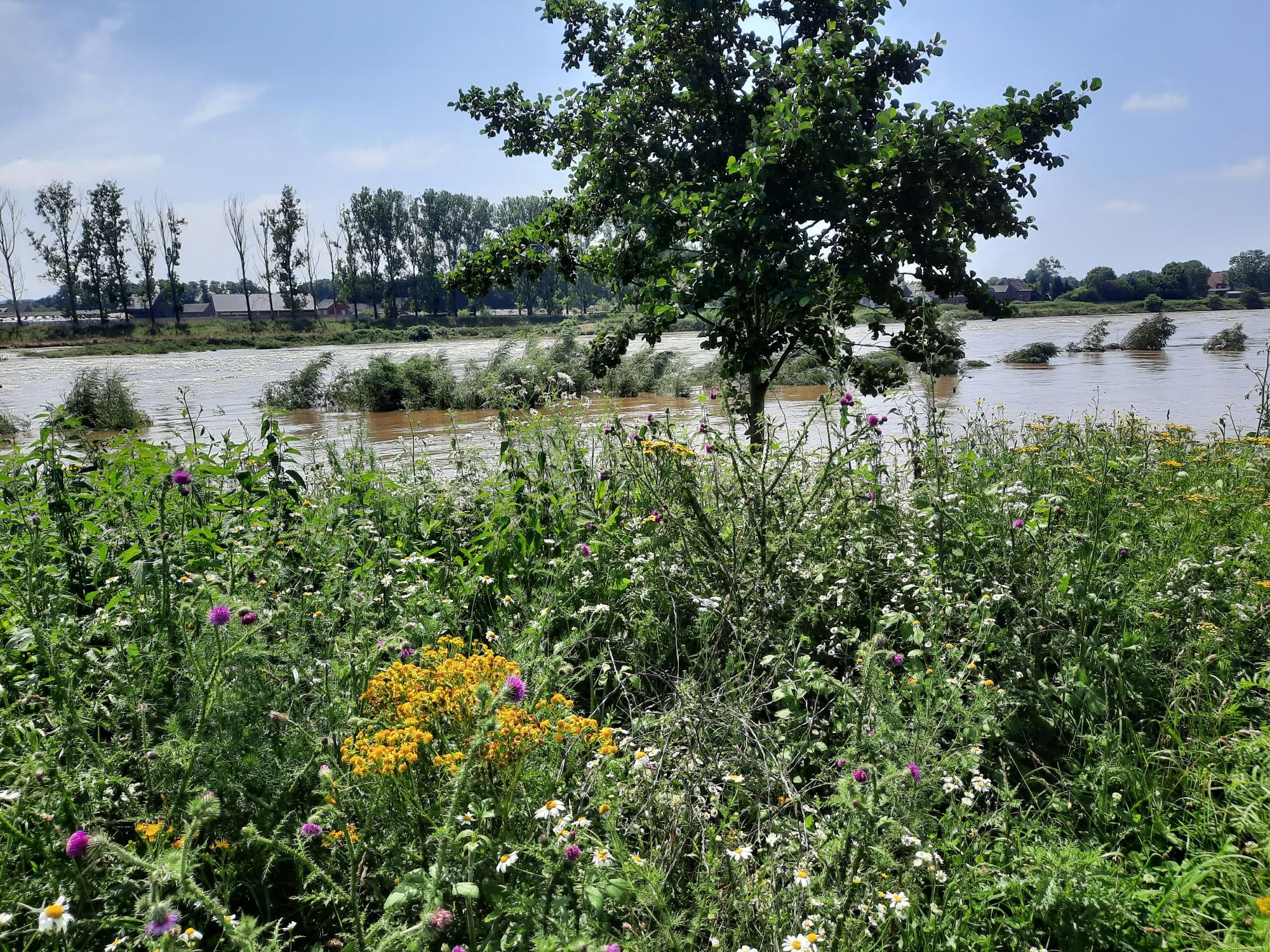 De Grensmaas, 1 dag na het zomerhoogwater