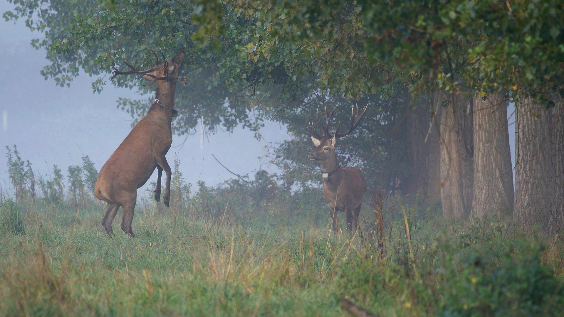 Red deer in Het Groene Woud. Photo: Mark Kapteijns, Brabants Landschap