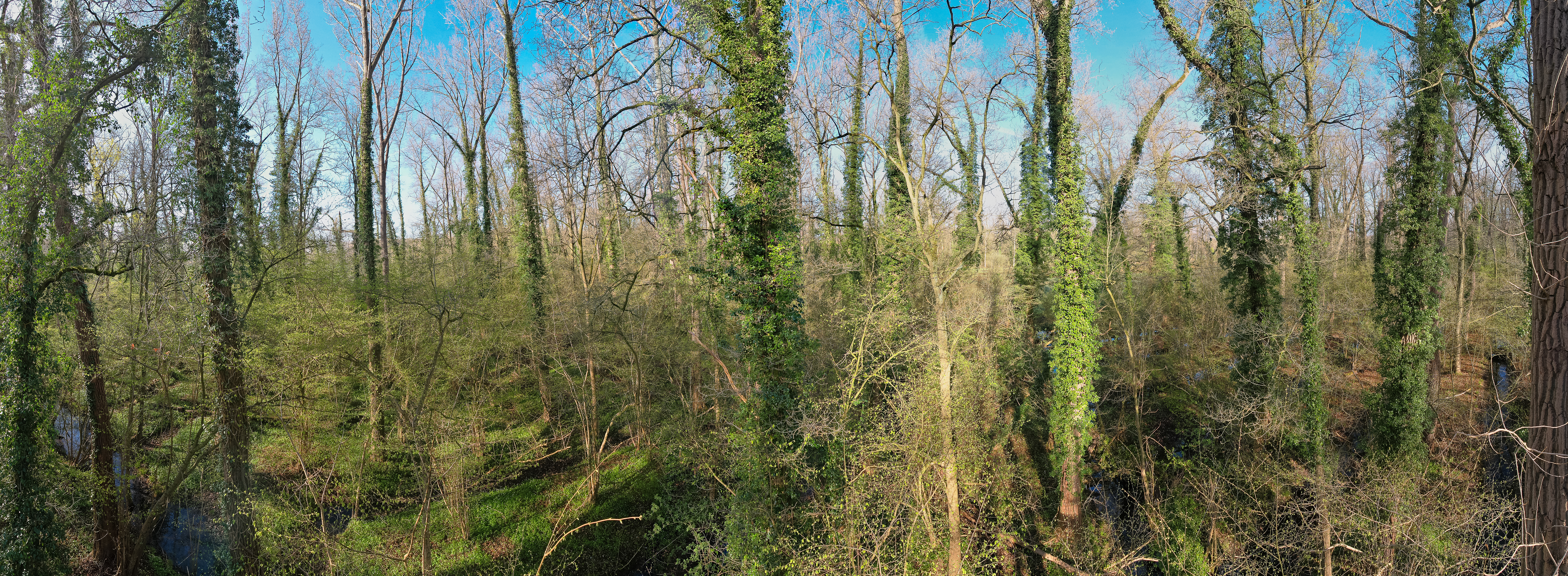 Leembos in De Geelders, Het Groene Woud. Foto: Lars Soerink/Vilda