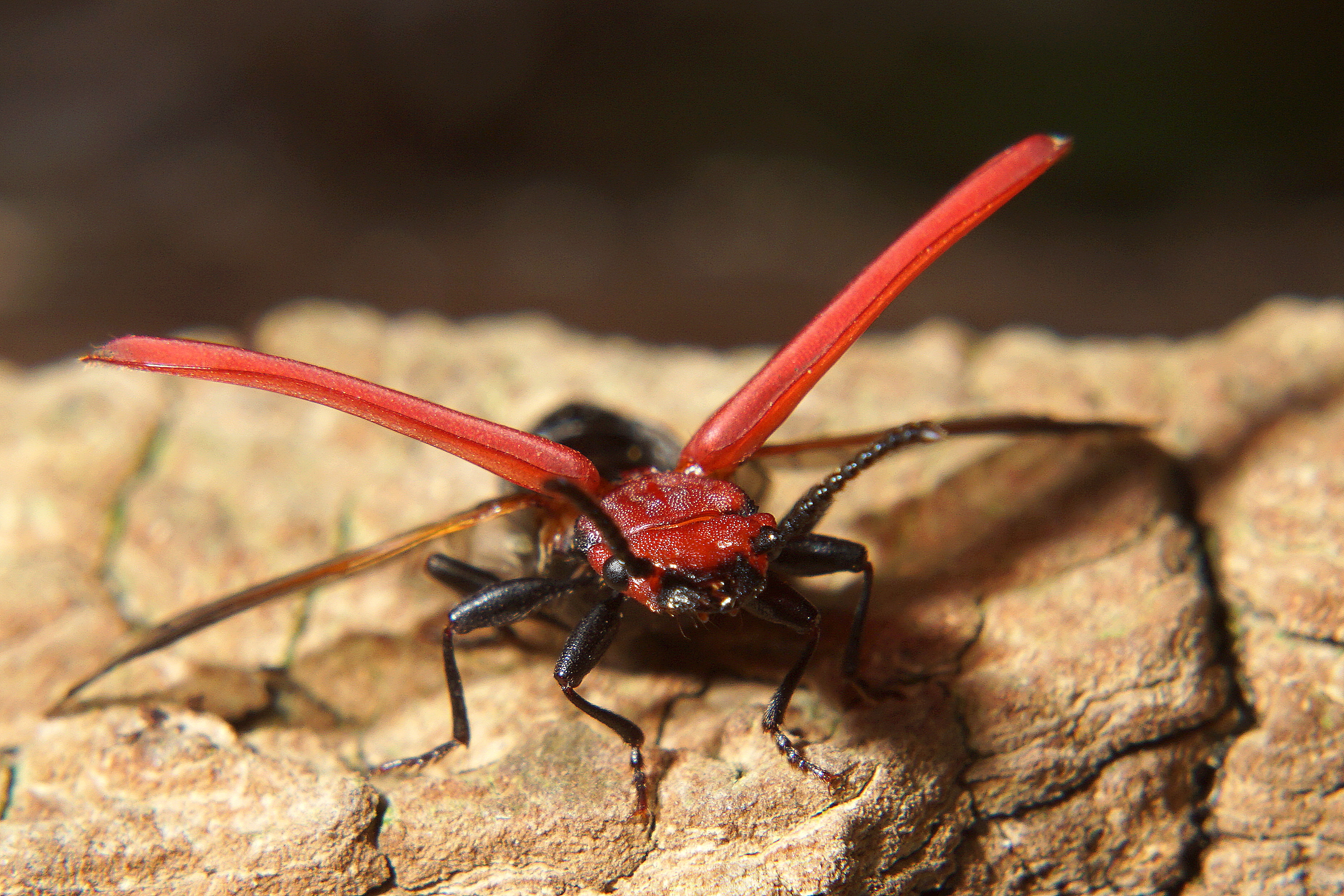 Vermiljoenkever. Foto: Bert Vervoort