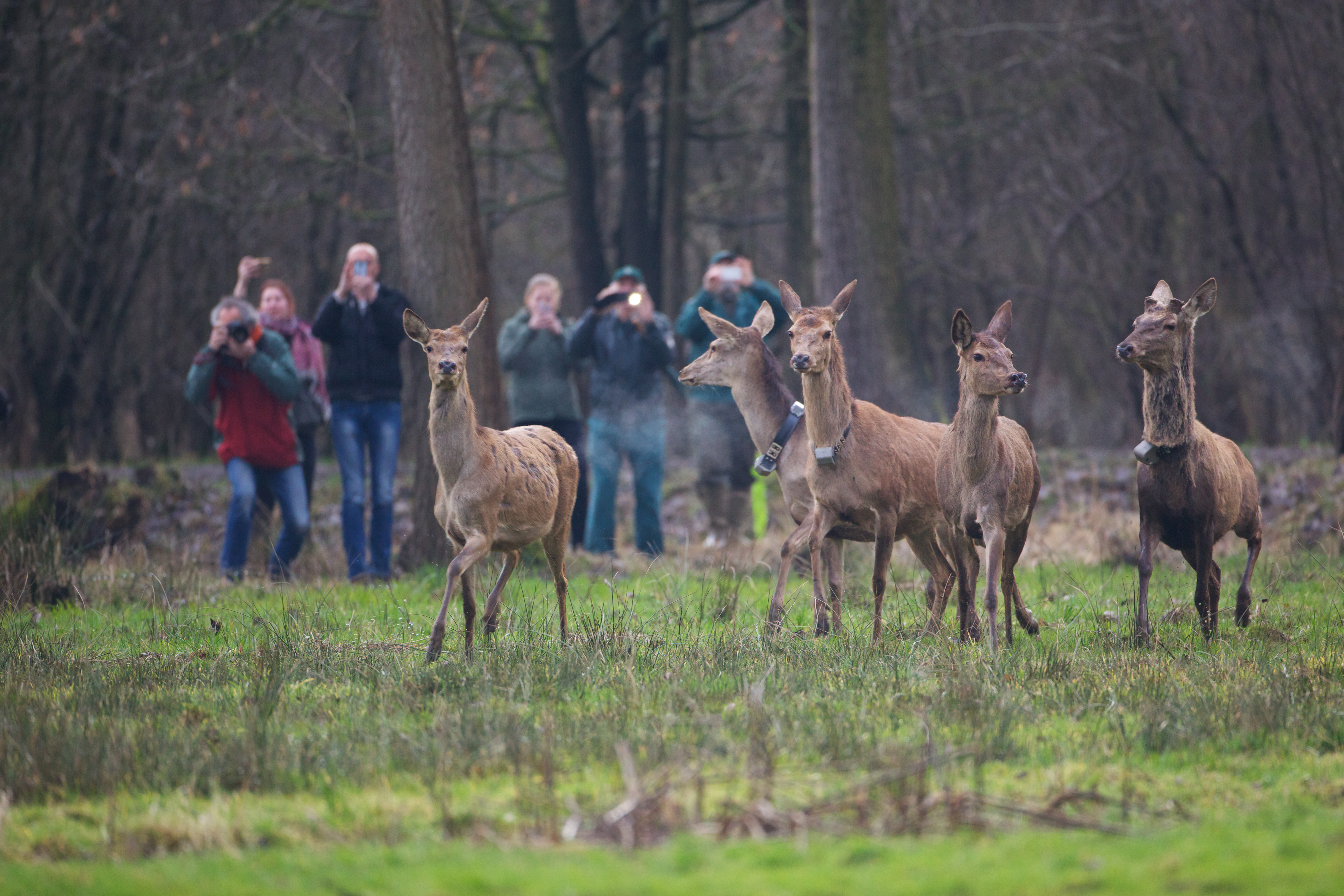 Terugkeer van het edelhert in Brabant, na meer dan 150 jaar afwezigheid