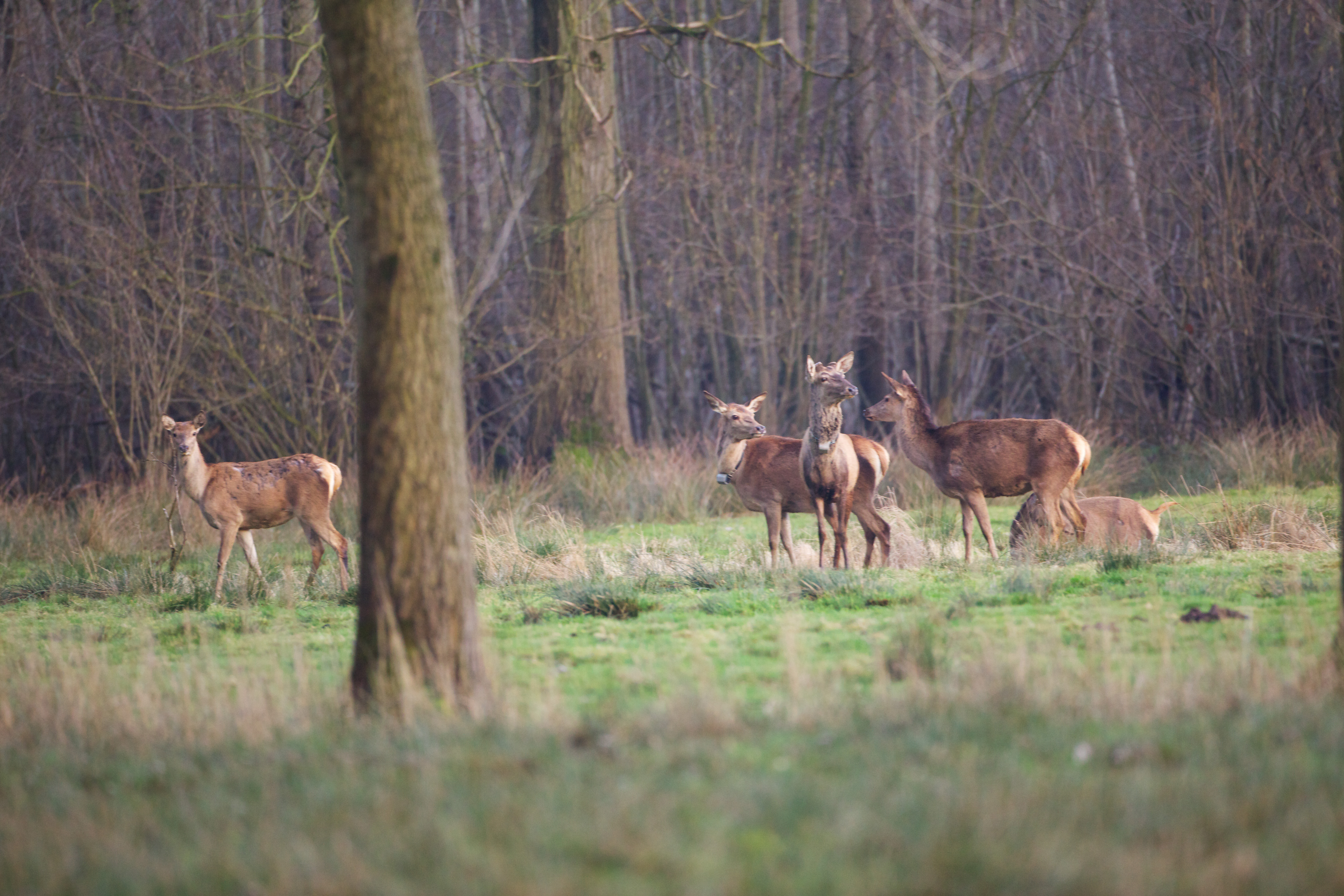 Edelherten in Het Groene Woud