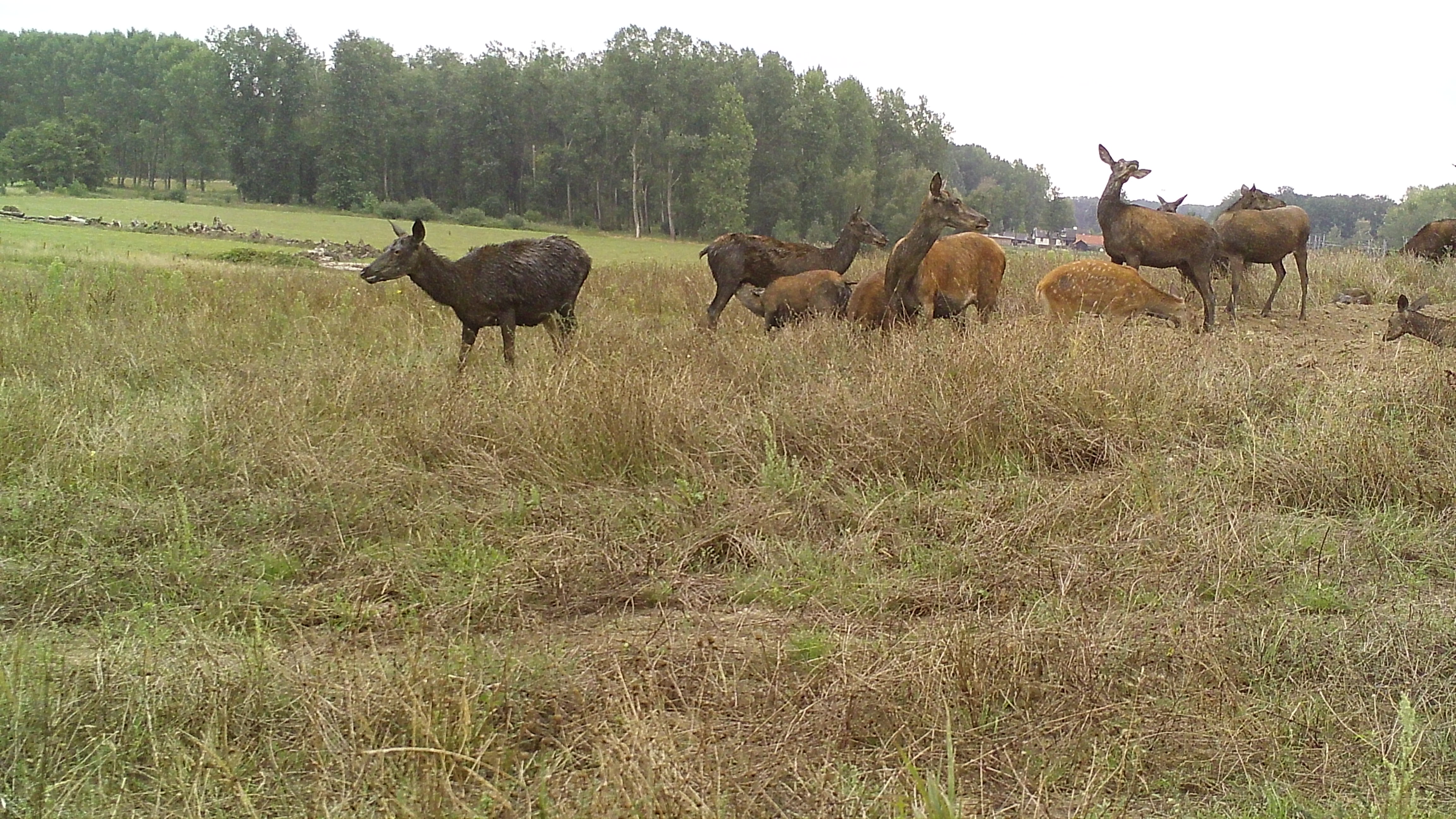 Edelherthindes en hun kalfjes op de natuurbrug over het spoor