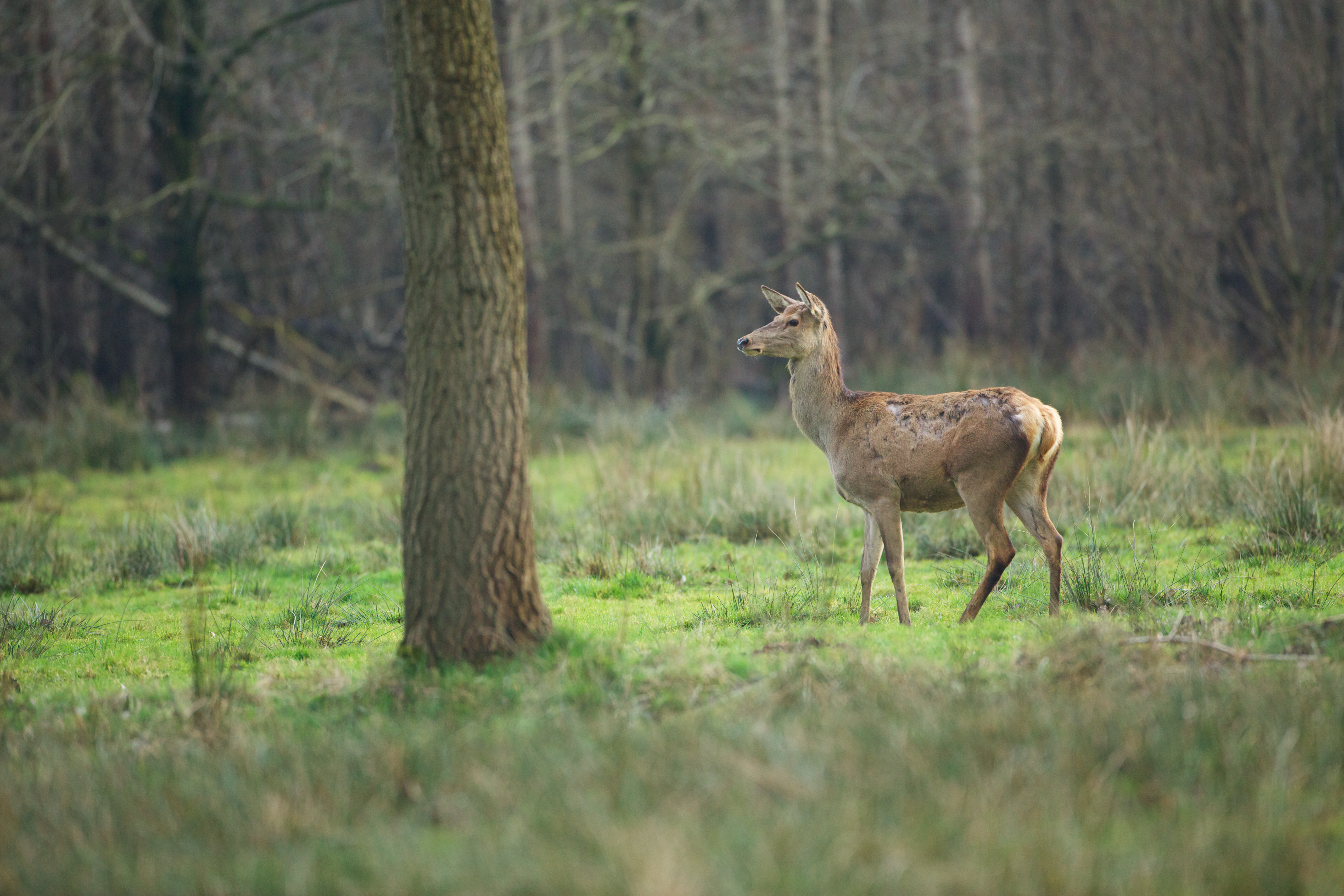 Edelhert in Het Groene Woud
