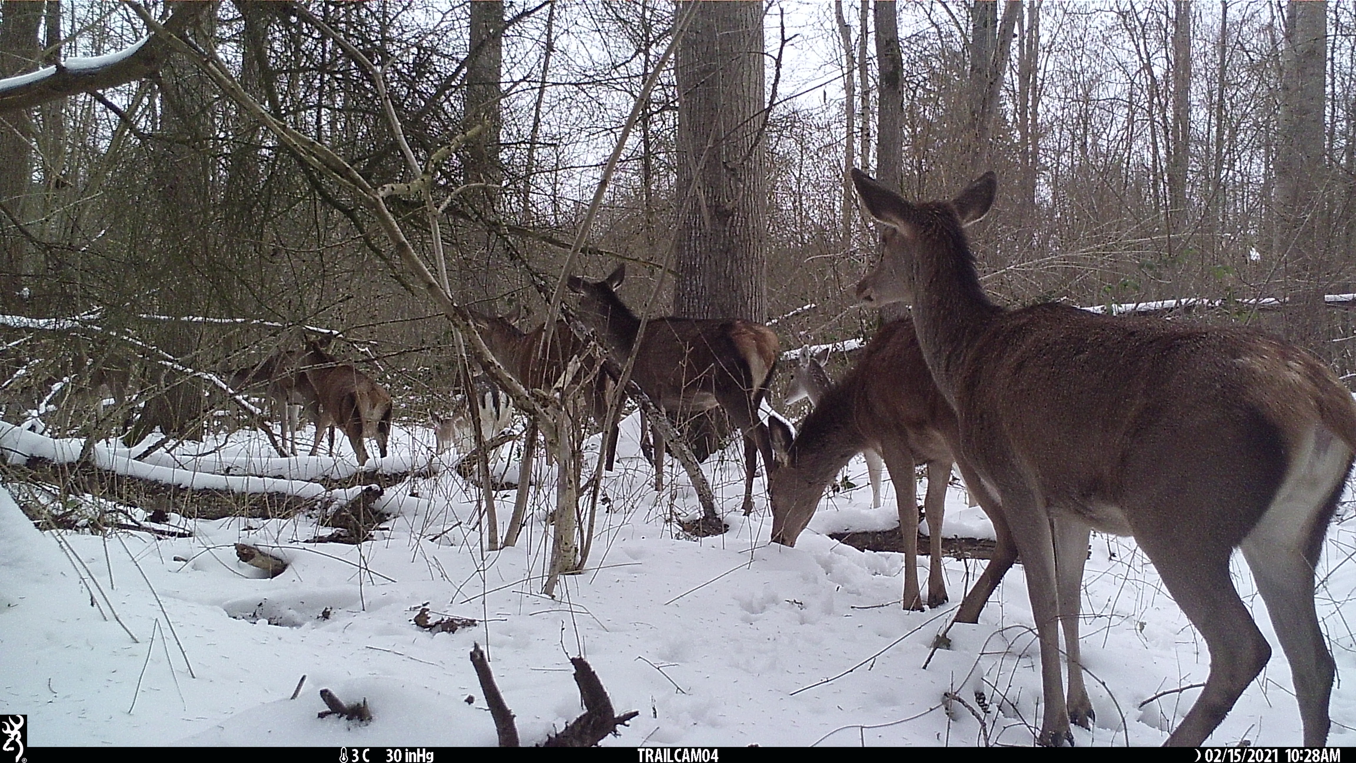 Edelherthindes in de winter