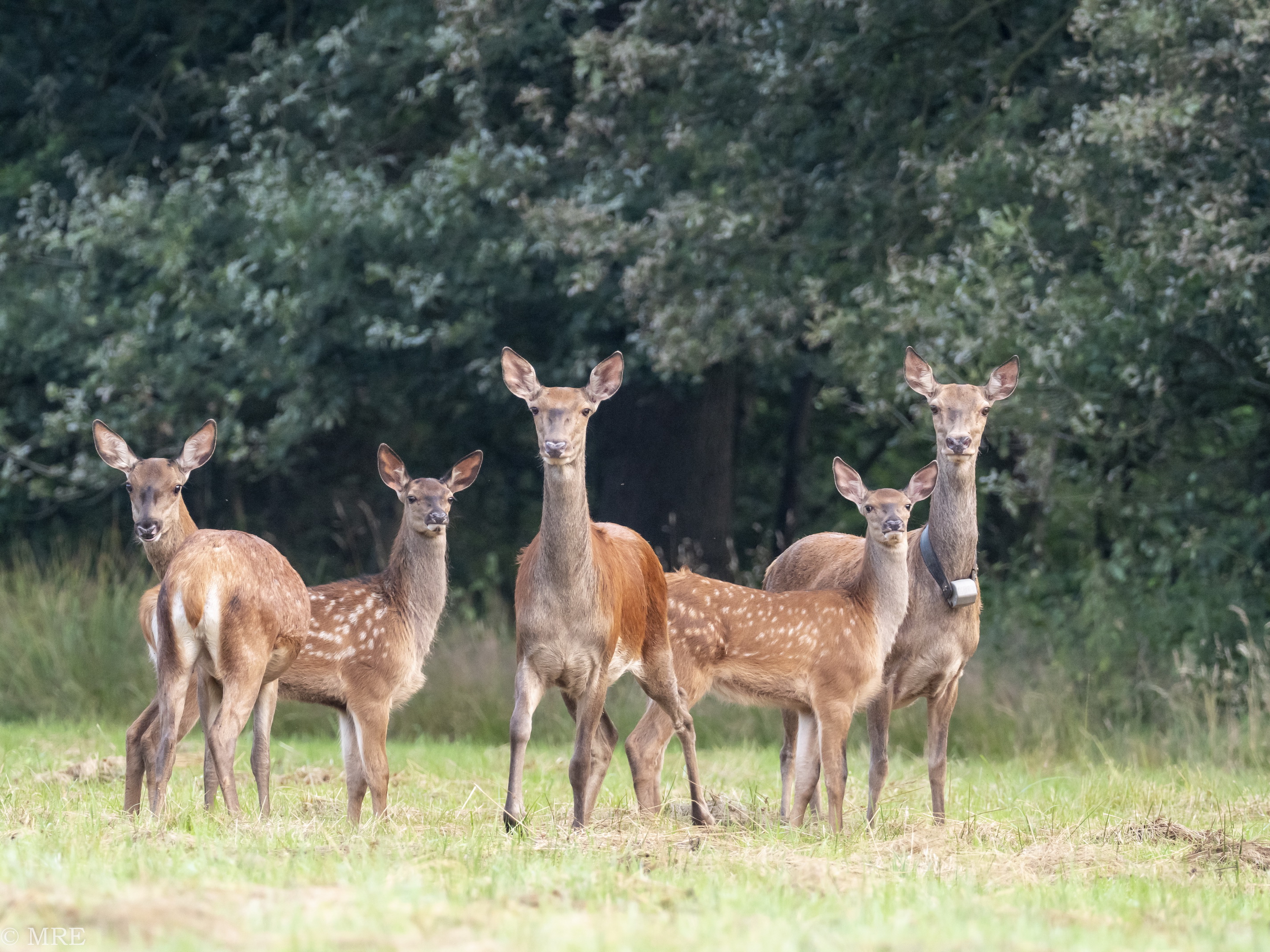 Edelherten in Het Groene Woud. Foto: Marco Renes, Brabants Landschap