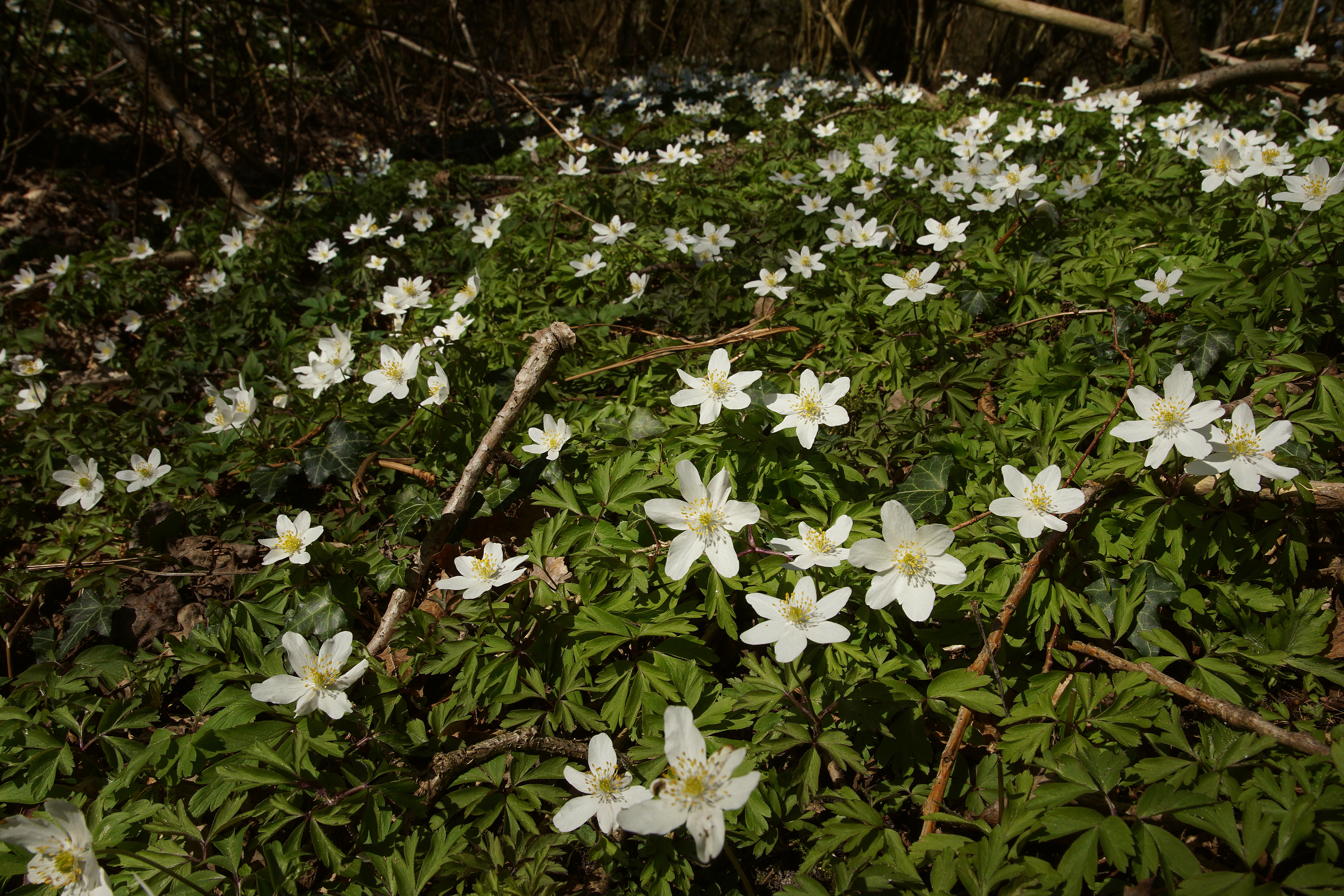 Bosanemonen in natuurgebied Het Groene Woud. Foto: Bert Vervoort