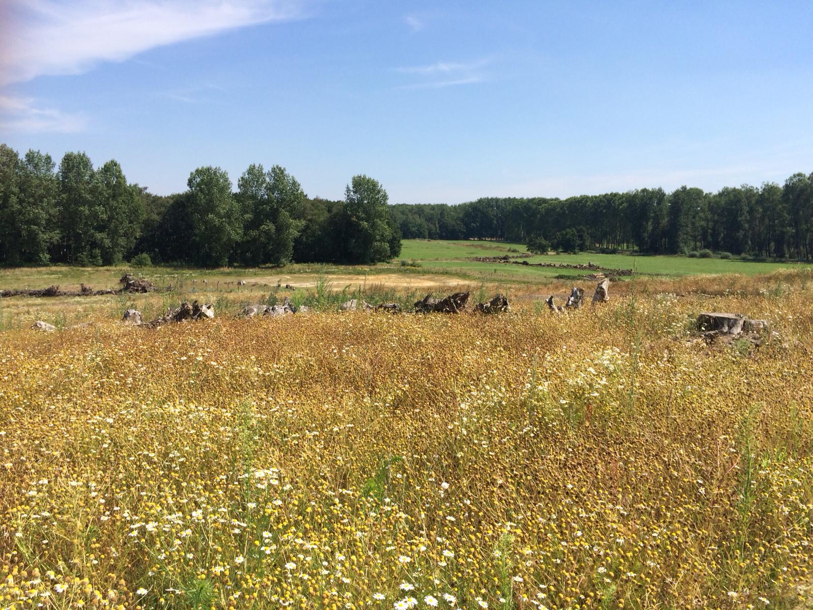 Zicht vanaf natuurbrug De Mortelen in natuurgebied Het Groene Woud