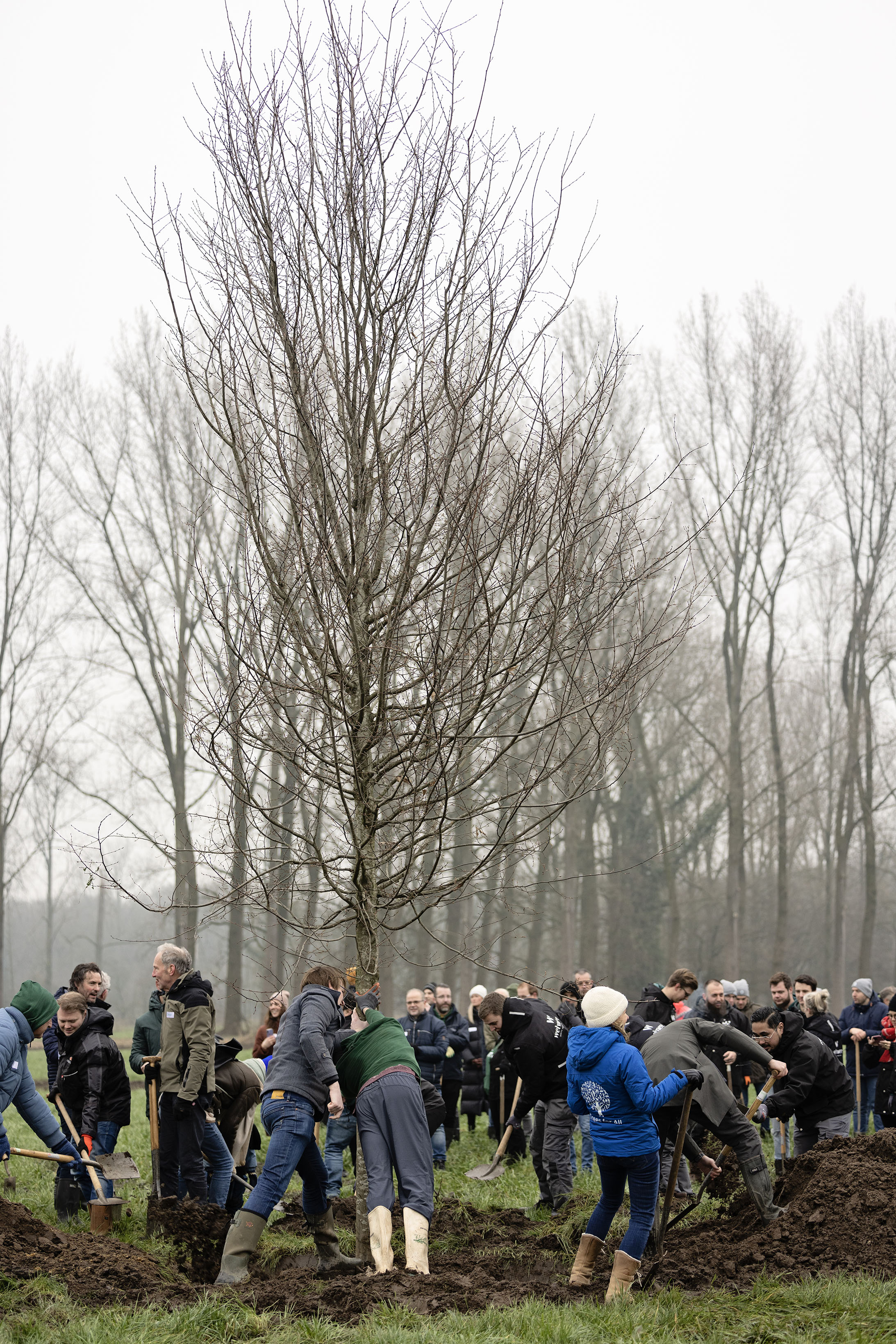 ARK en Trees for All plantten samen met de bedrijfsdonateurs van Trees for All de 100.000ste nieuwe boom – een grote haagbeuk – in Savendonk/De Geelders. Foto: Gabby Louwhoff