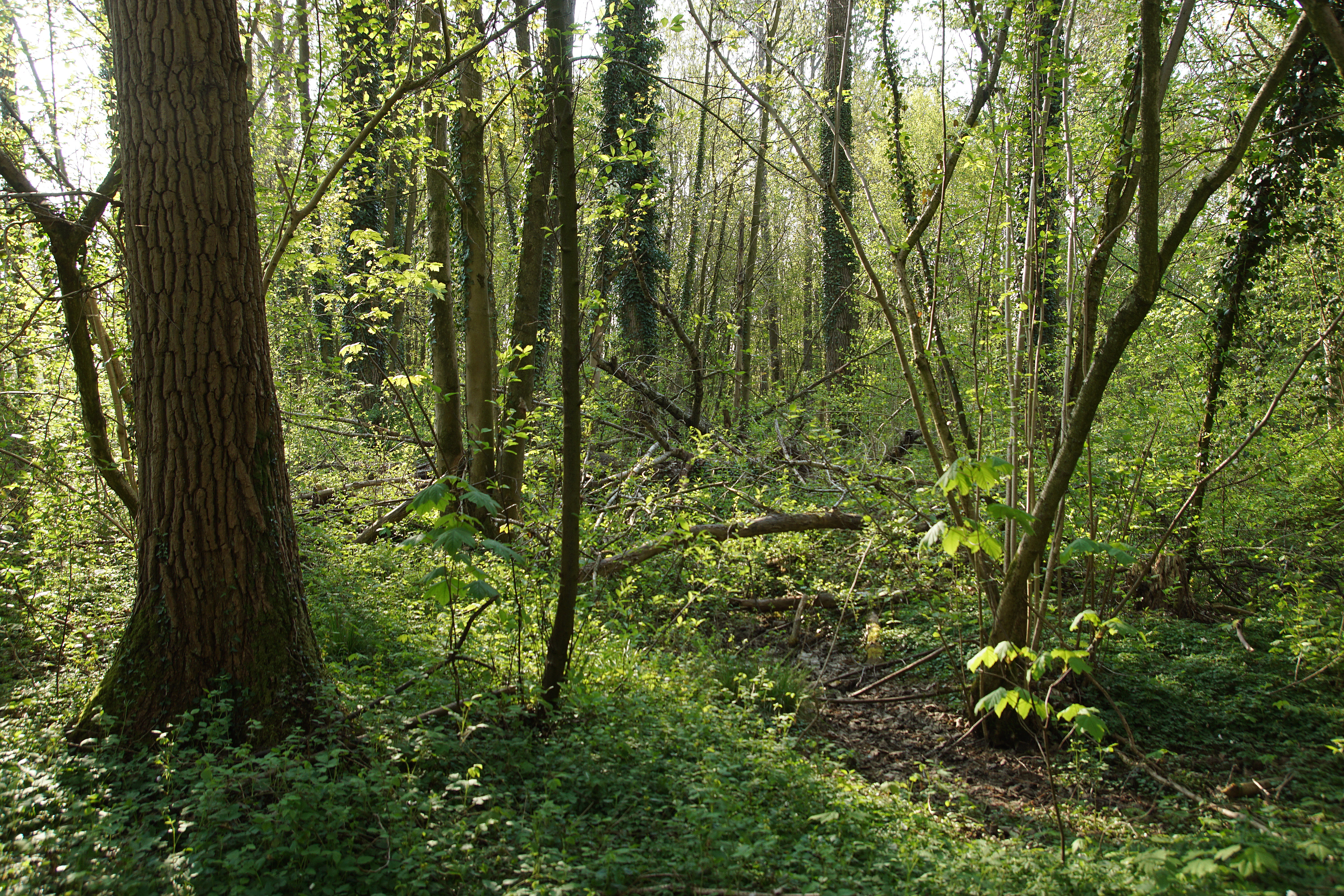 Wijboschbroek in Het Groene Woud. Foto: Bert Vervoort