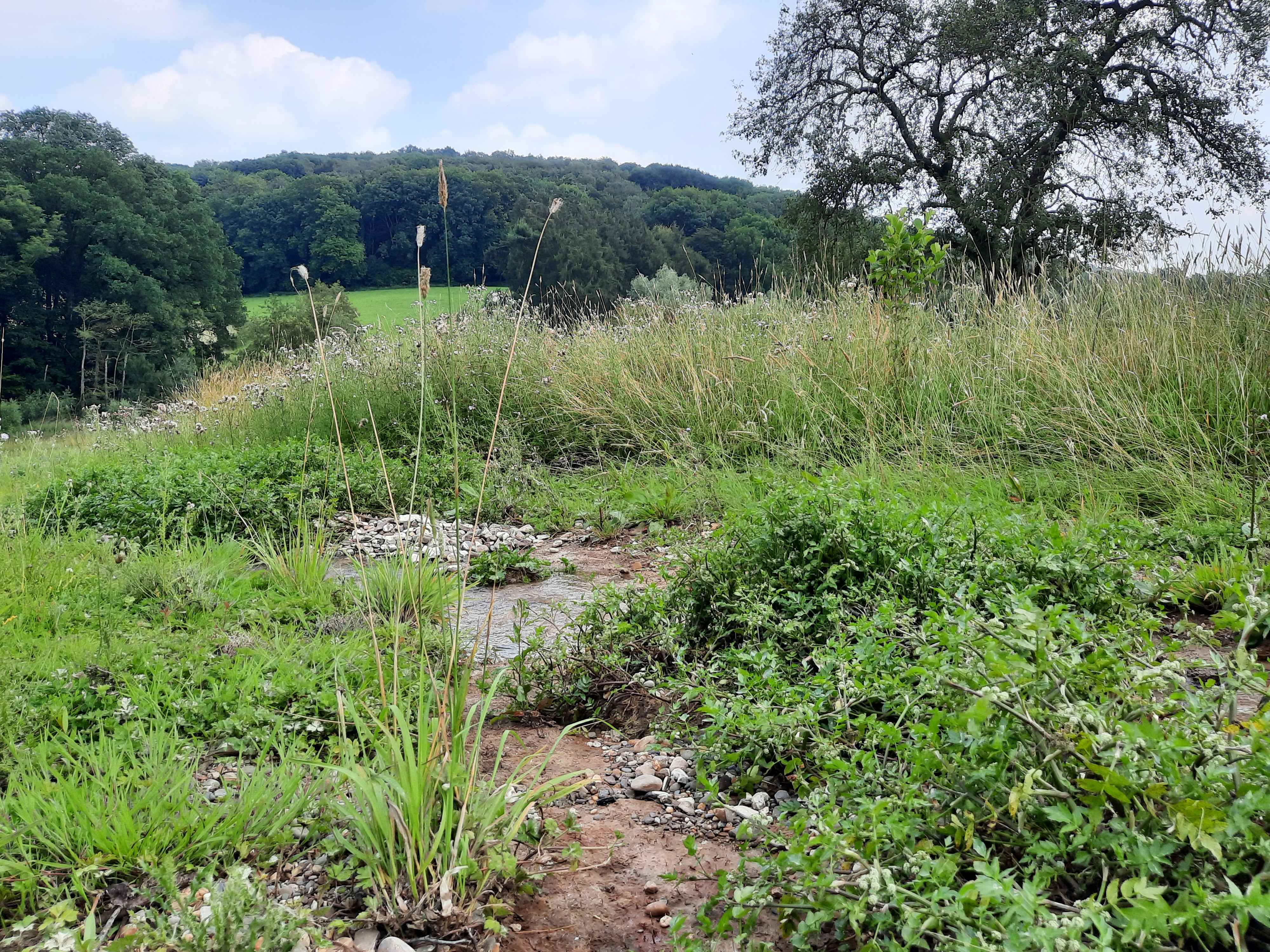 Hellingbossen en natuurlijke graslanden houden regenwater langer vast 