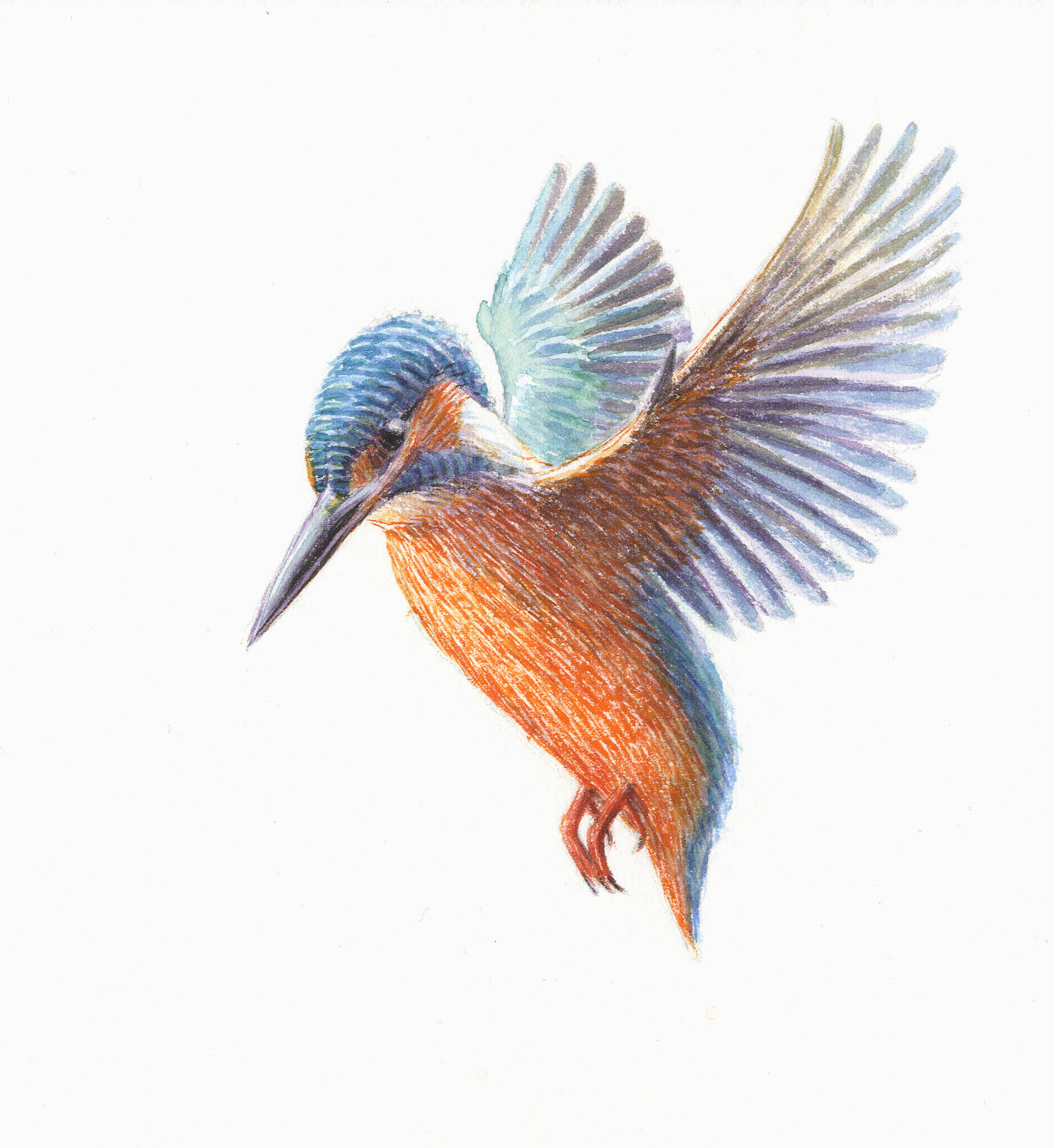 IJsvogel, tekening: Jeroen Helmer